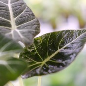 【斑入り】アロカシア ブラックベルベット / Alocasia reginula 'Variegated'