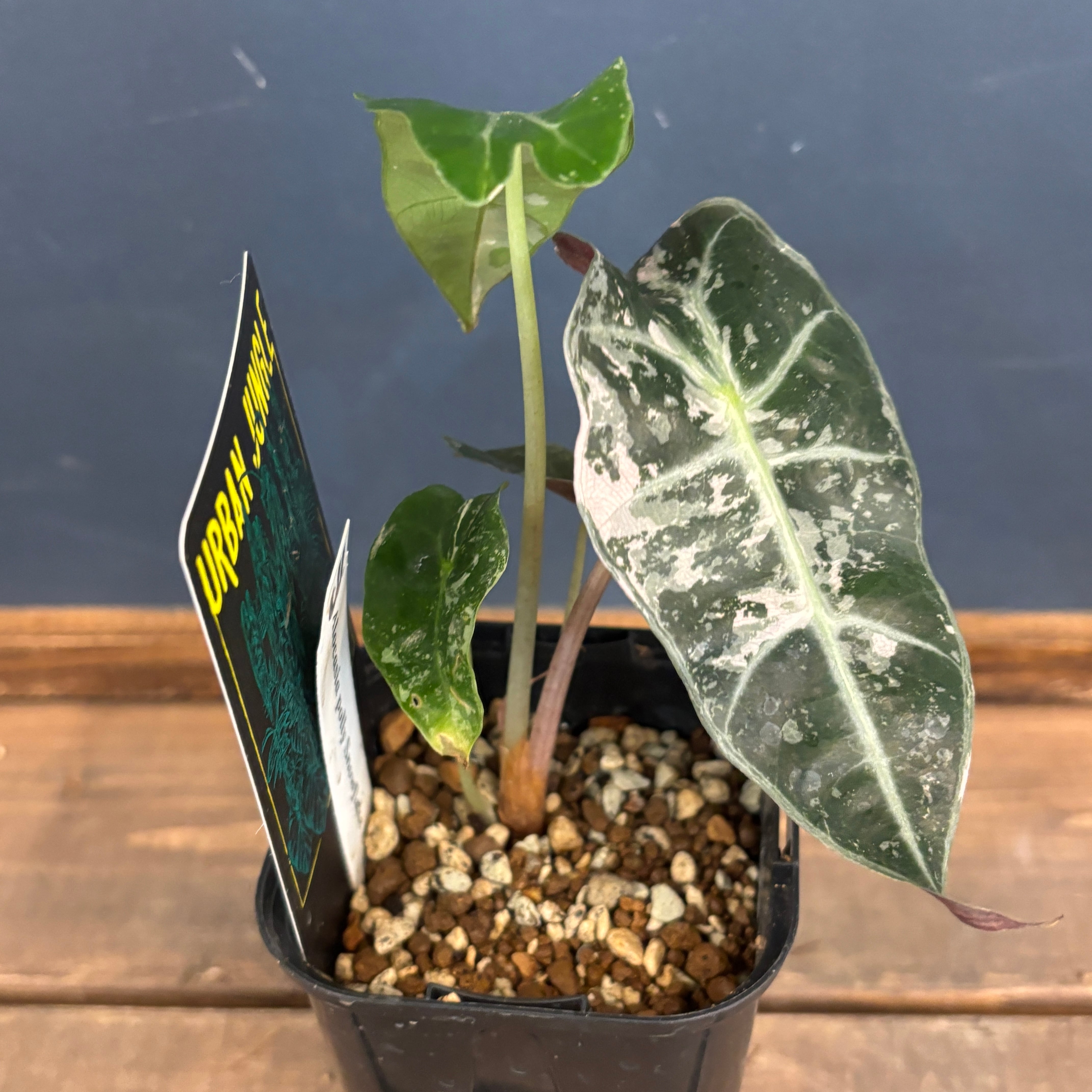 アロカシア ポリー スノーフレーク ピンク斑入り バリエガータ ※鉢の