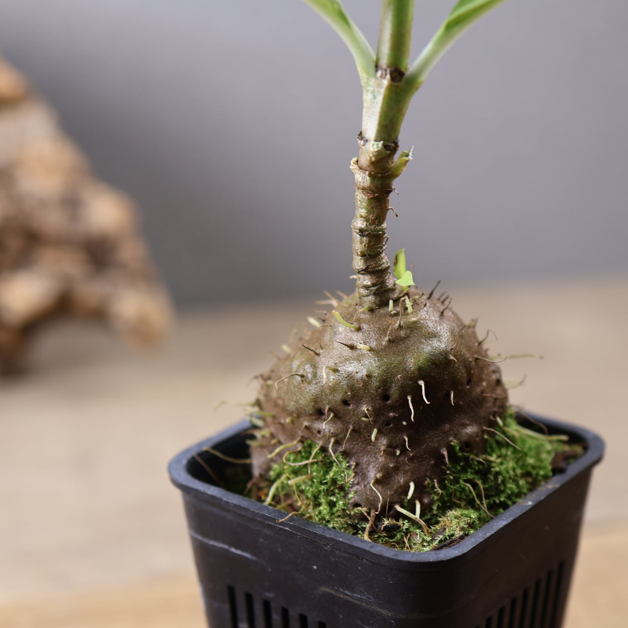 202 『アリ植物 アンソリザ・ブラクテオサ Anthorrhiza bracteosa