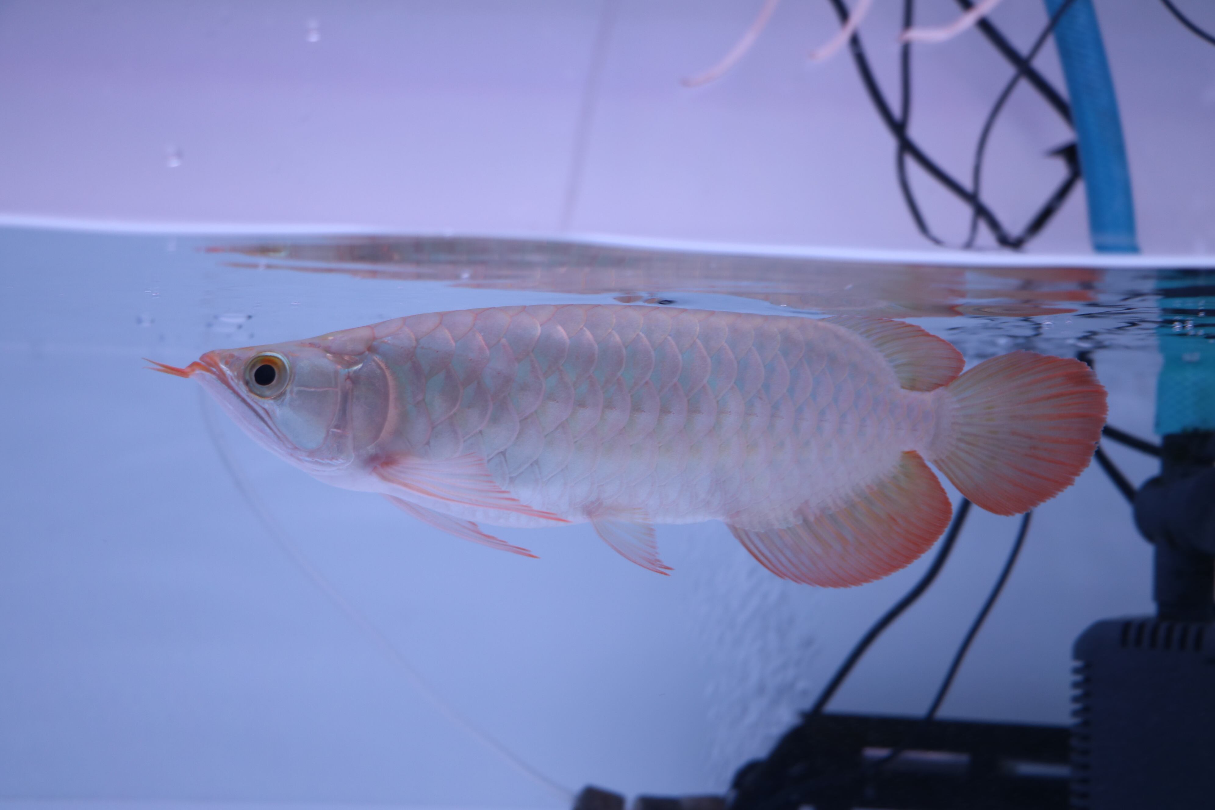 ♯Fzi21Kb原色淡水魚ストラップシークレット入フルコンプ全12種