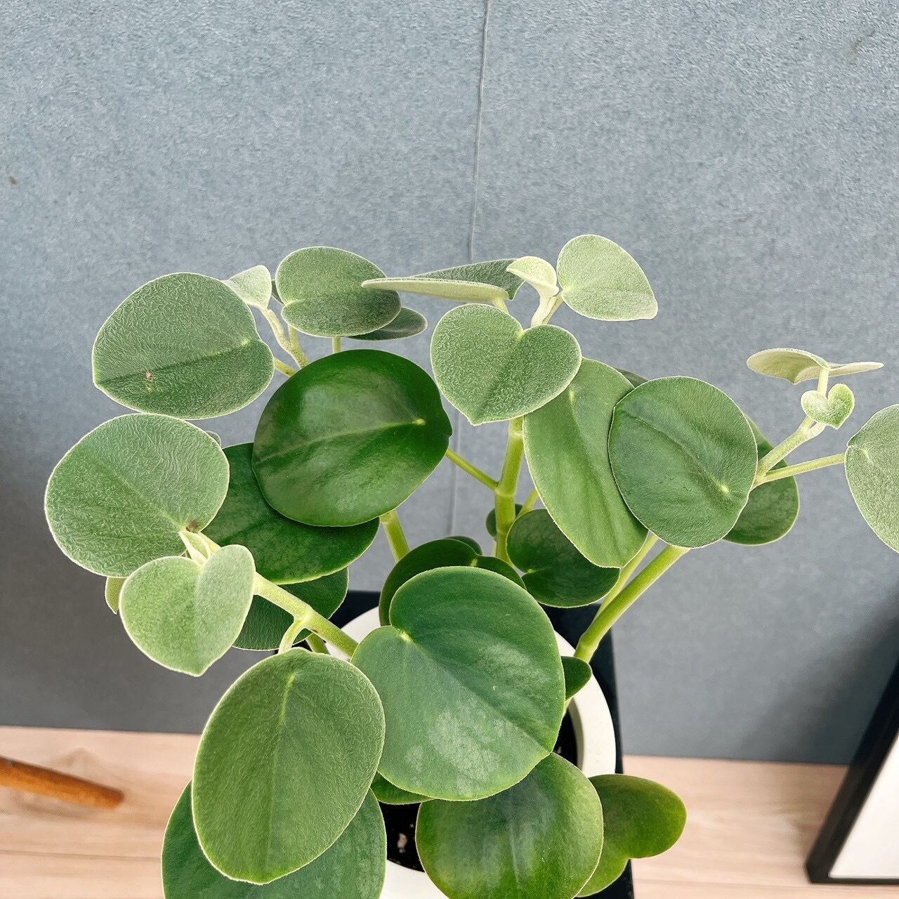 現品］【希少】♡かわいい♡ 2番 ペペロミア ホバリア 5号 観葉植物