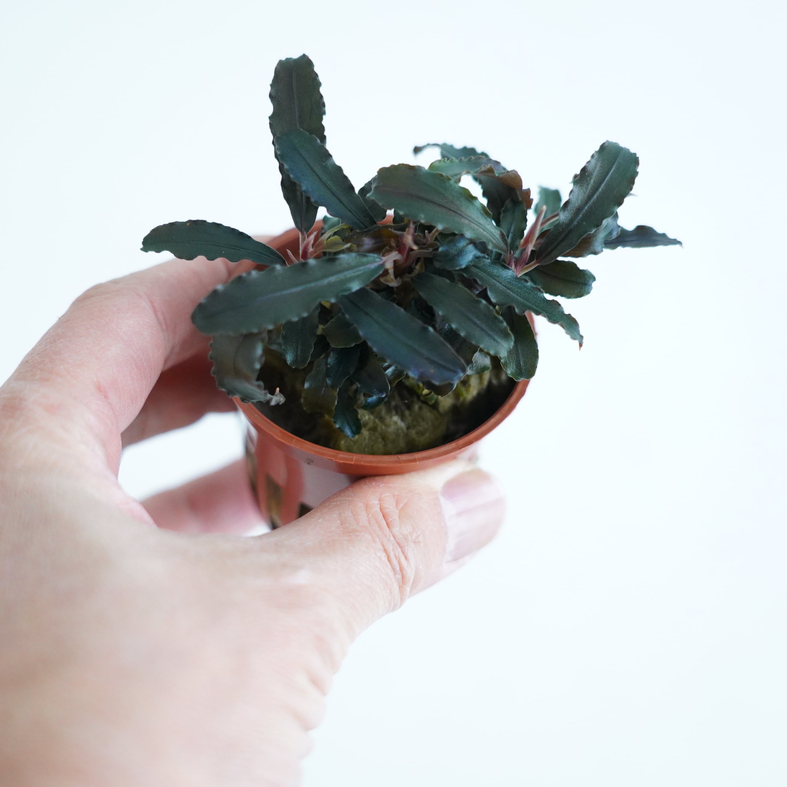 ブセファランドラ クダガン【熱帯植物】 苔テラリウム作製用素材◇L