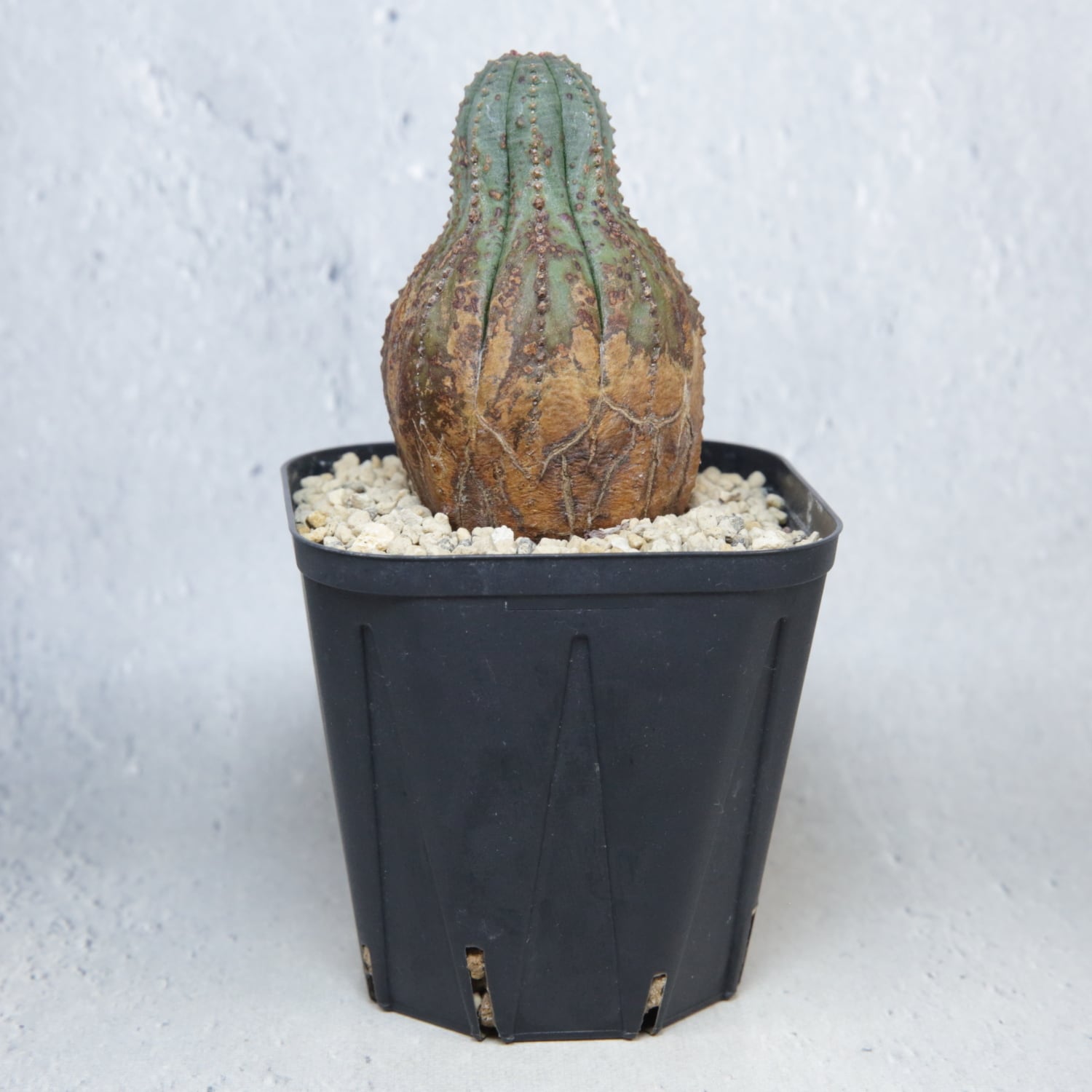 美模様 木質化 美模様 マイクロ オベサ / ユーフォルビア | LIGHTHOUSE