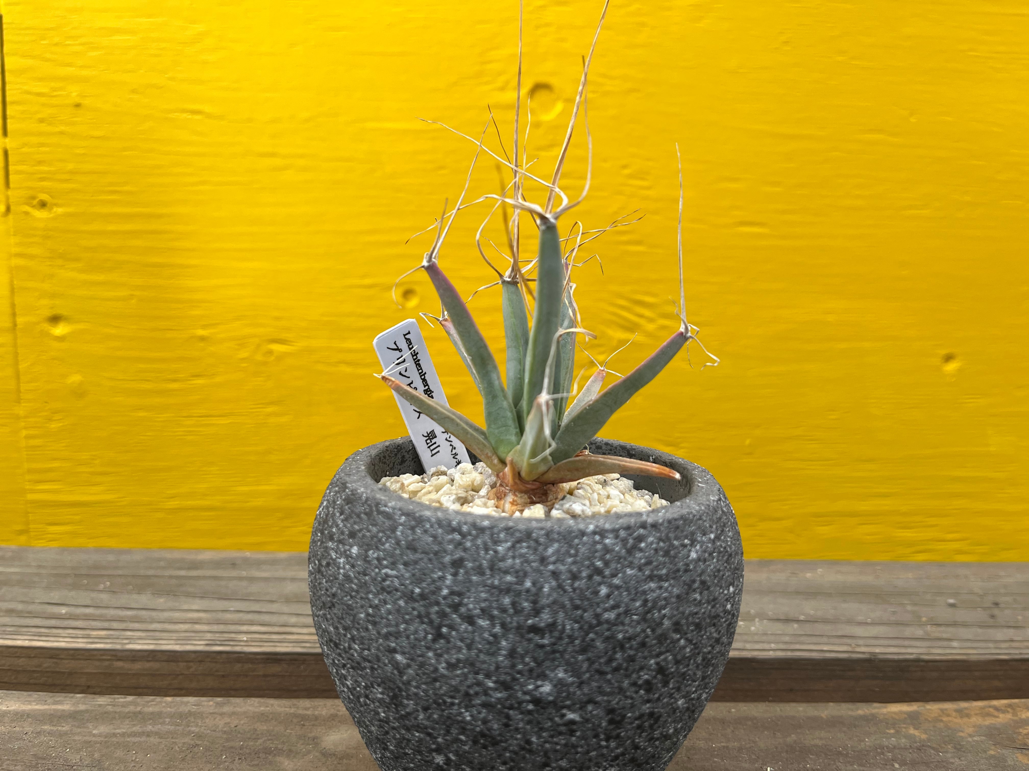 Leuchtenbergia principis 晃山 レウクテンベルギア・プリンシピス
