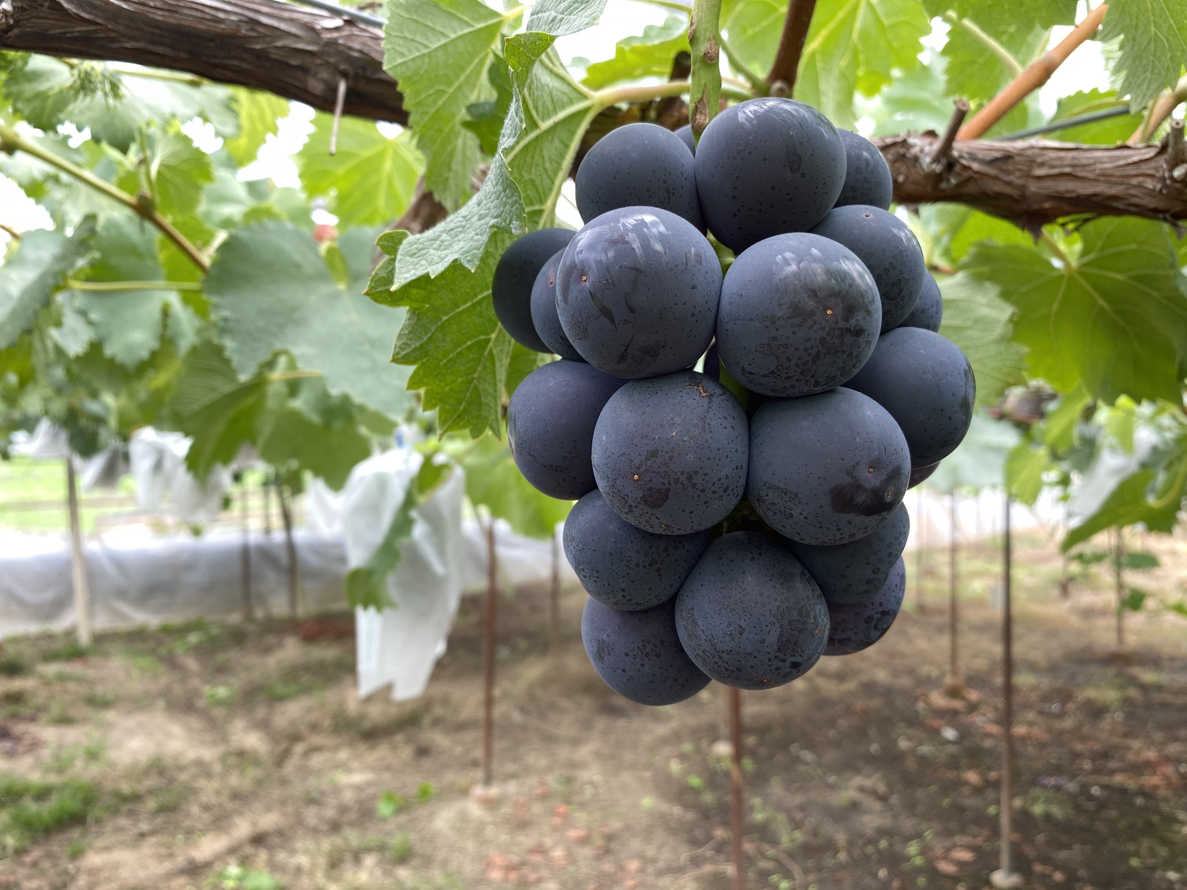 稀少品種!朝採り大粒オーロラブラック約1kg(2房)