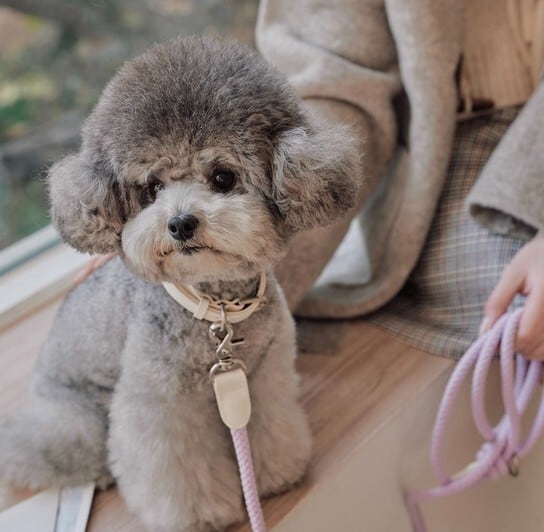 予約【stroll】Rope Collar (Lilac)