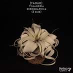 【送料無料】xerographica S〔エアプランツ〕現品発送T4060