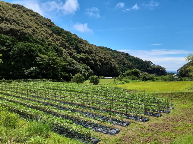 丸オクラ500g　旬をとことん味わう１週間