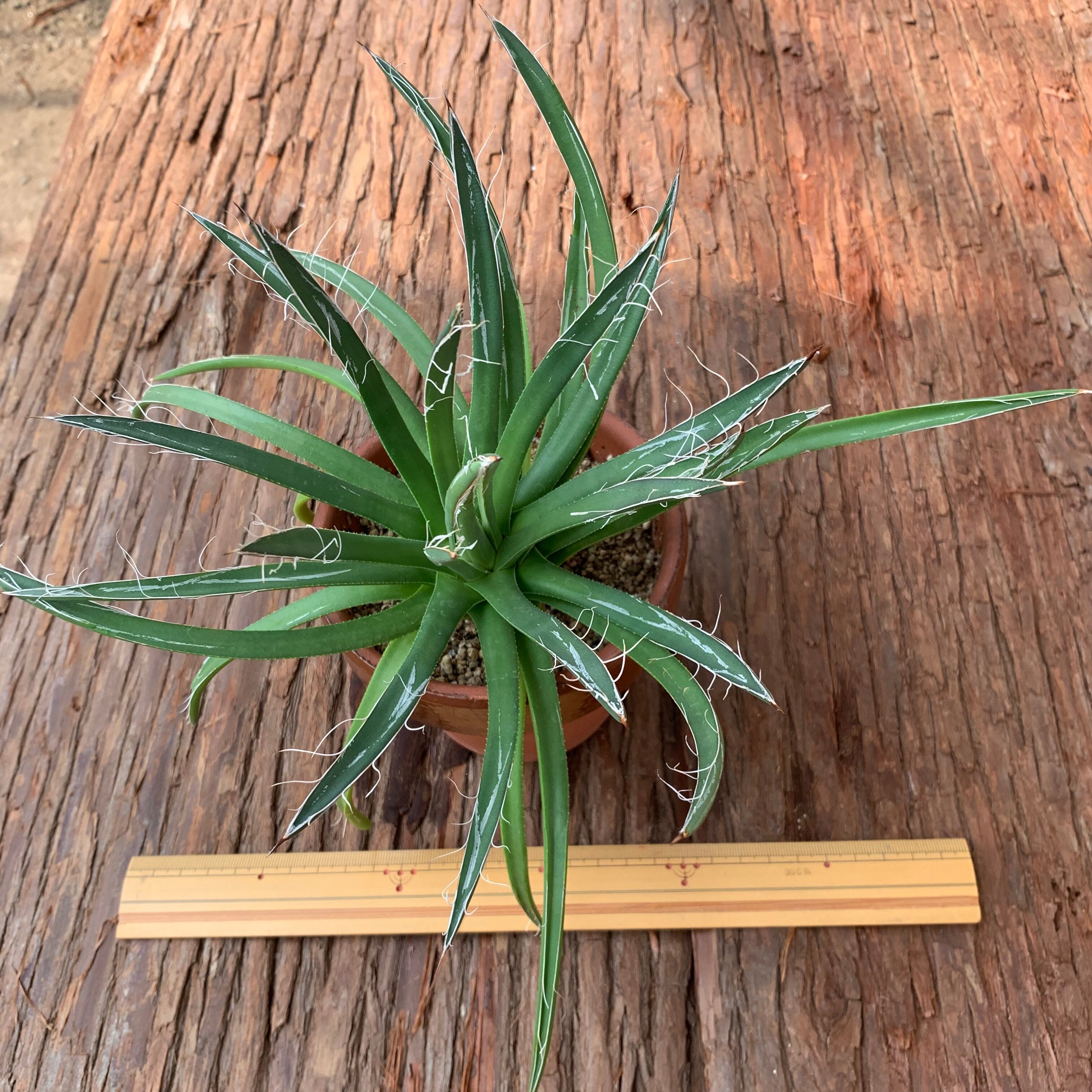多肉植物 アガベ 滝の白糸（Agave schidigera）A | 京都 おむろ