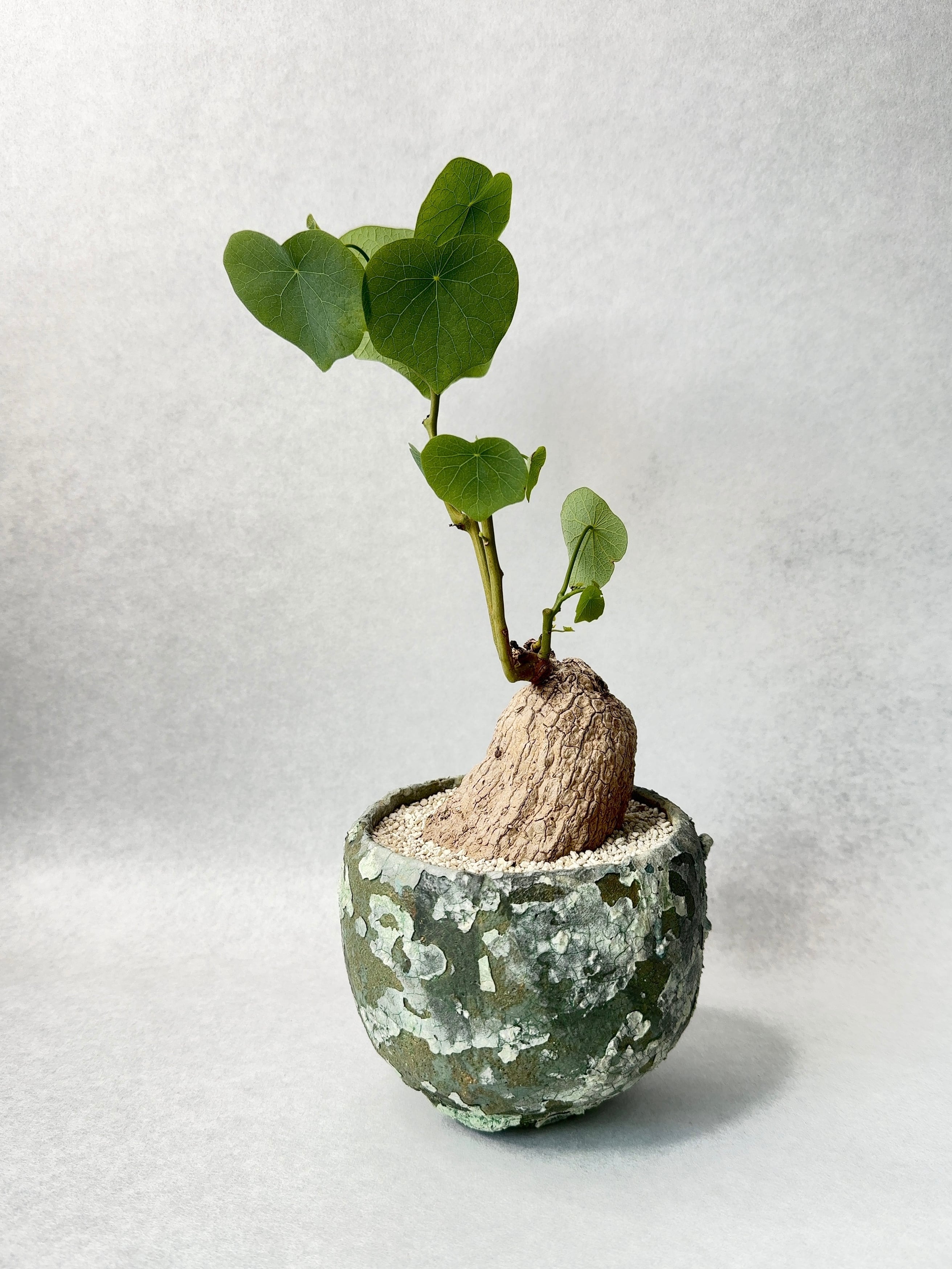 ステファニア・カーウィーサキー ステファニア・カーウィーサキー | trigger