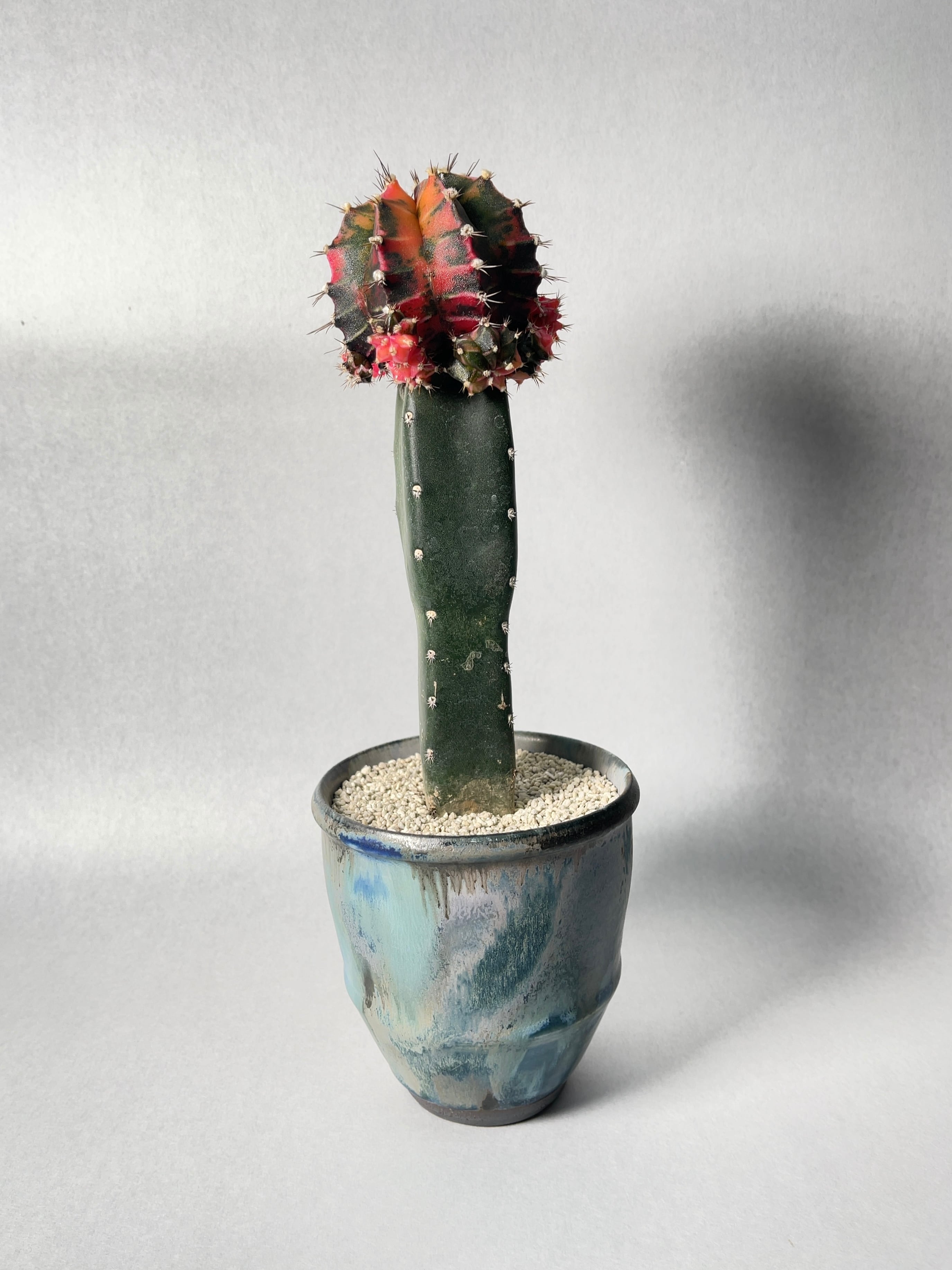 ギムノカリキウム 緋牡丹錦 × 中川智治 クレーターポット 鉢