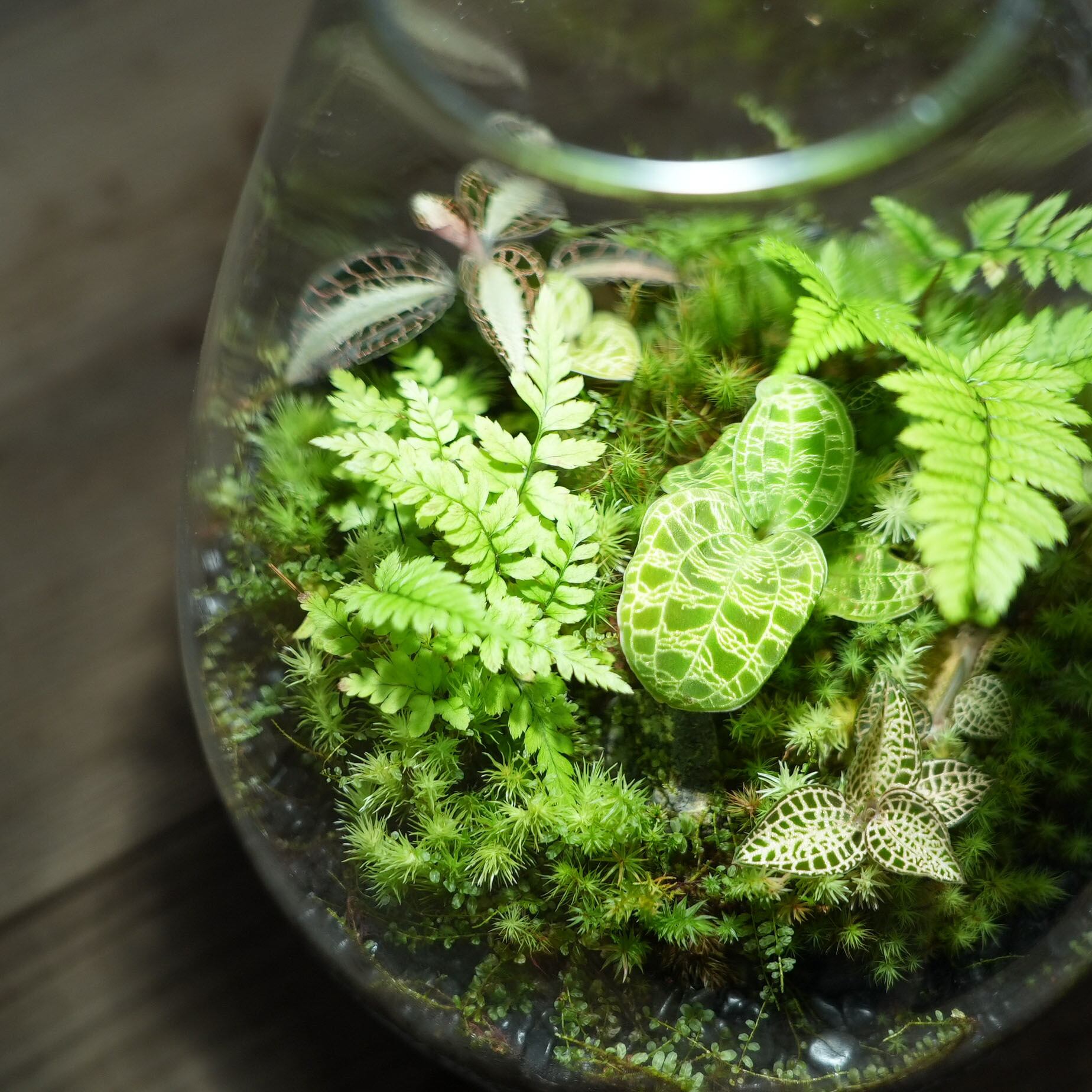 江戸初期 粟田焼 向付5客 幅16.6㎝ 本Y5-0515☆トサカオ