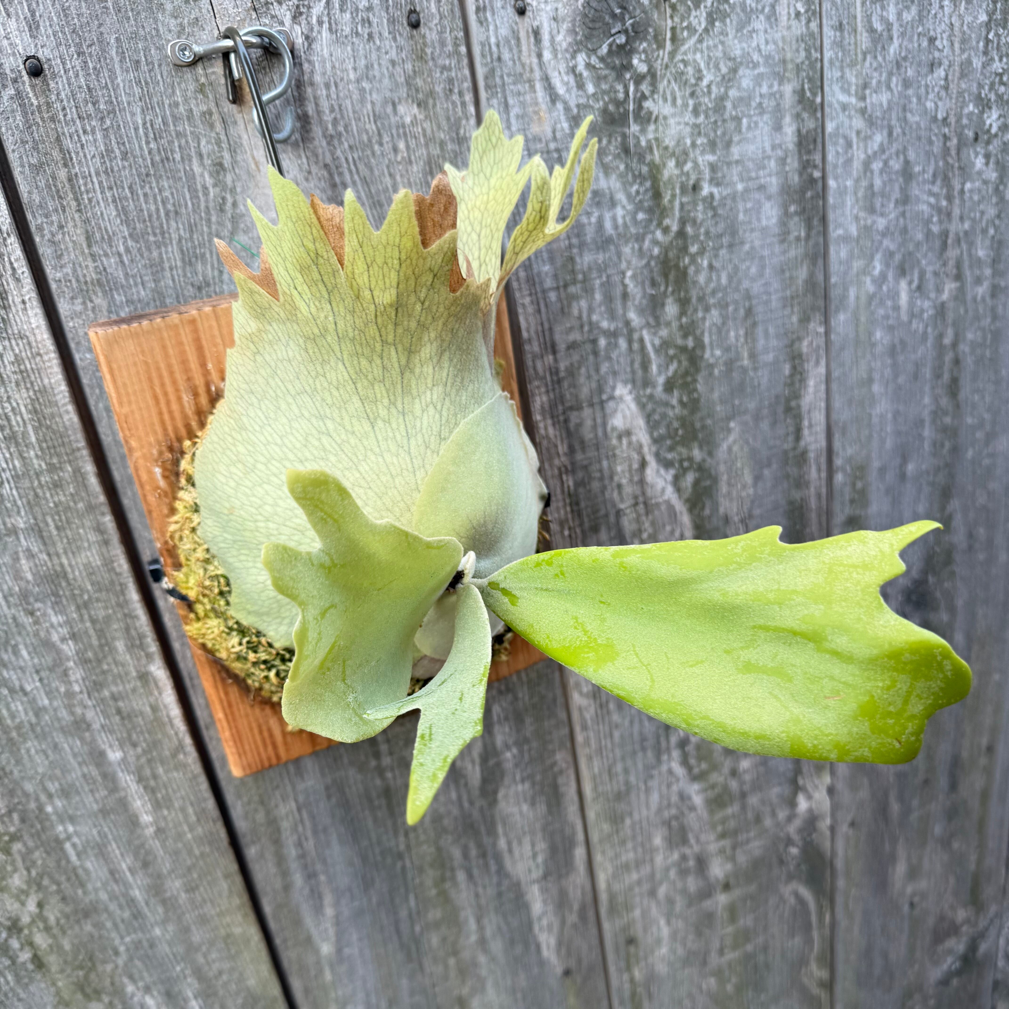 P. willinckii cv. Seiren (pup) | naturefix