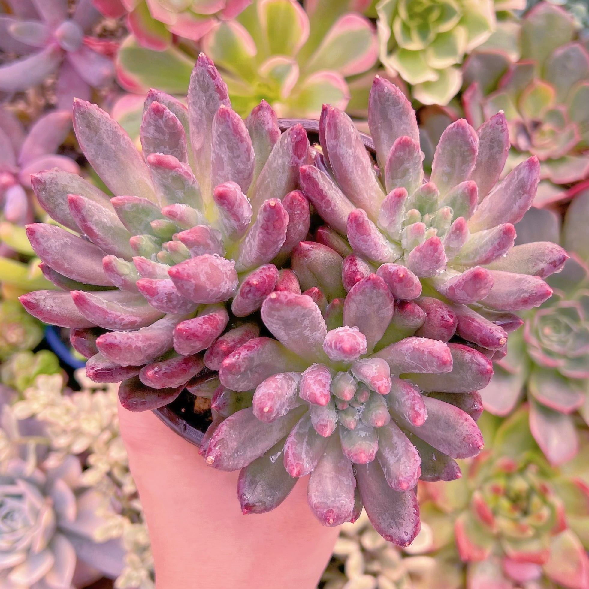 現品　新品種　虞美人流砂体#072　群生　新入荷