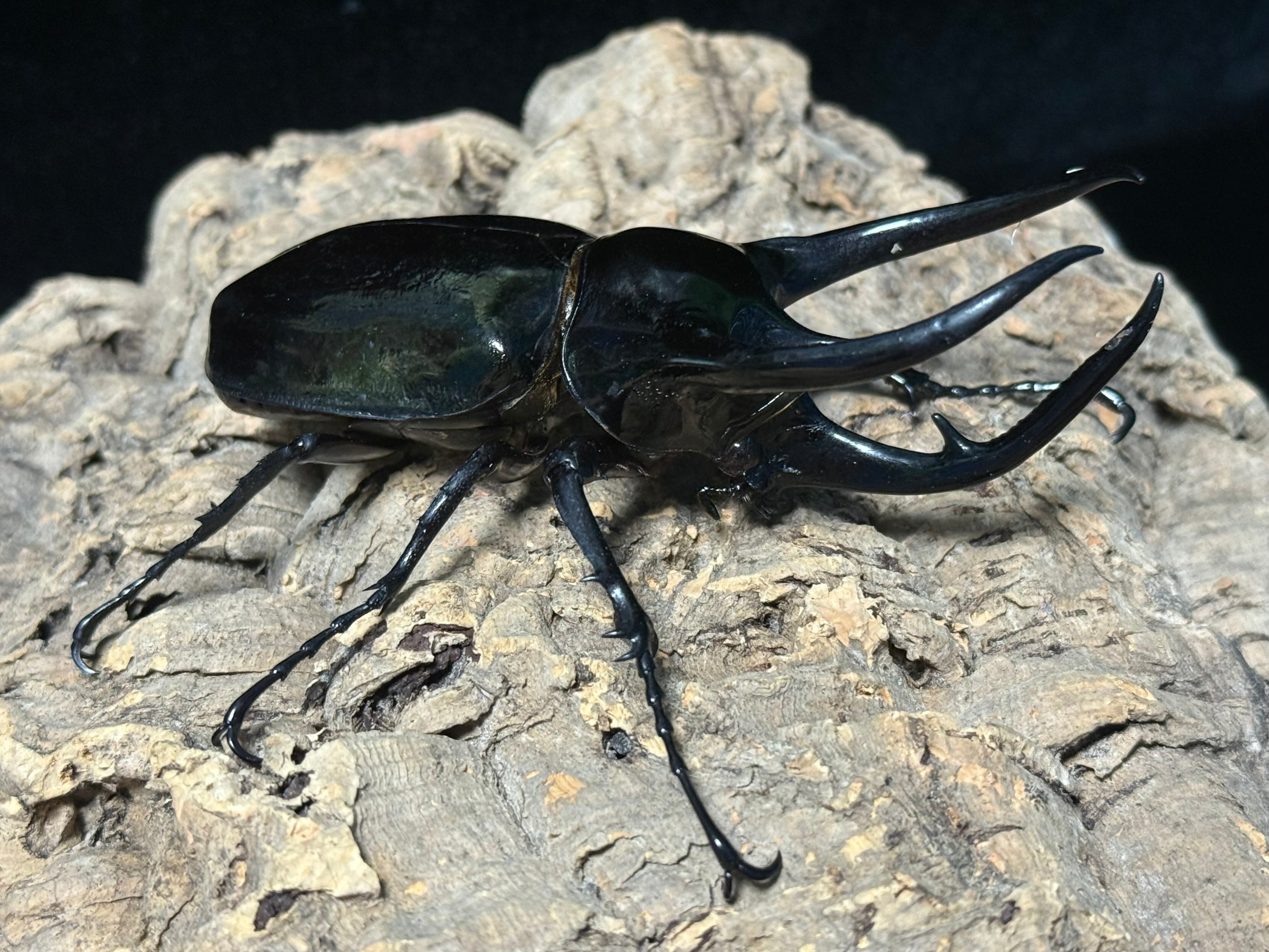 WD タイリクコーカサス ♂117mm ♀60mm ペア ♀ツメ欠け | BeetleHouse79