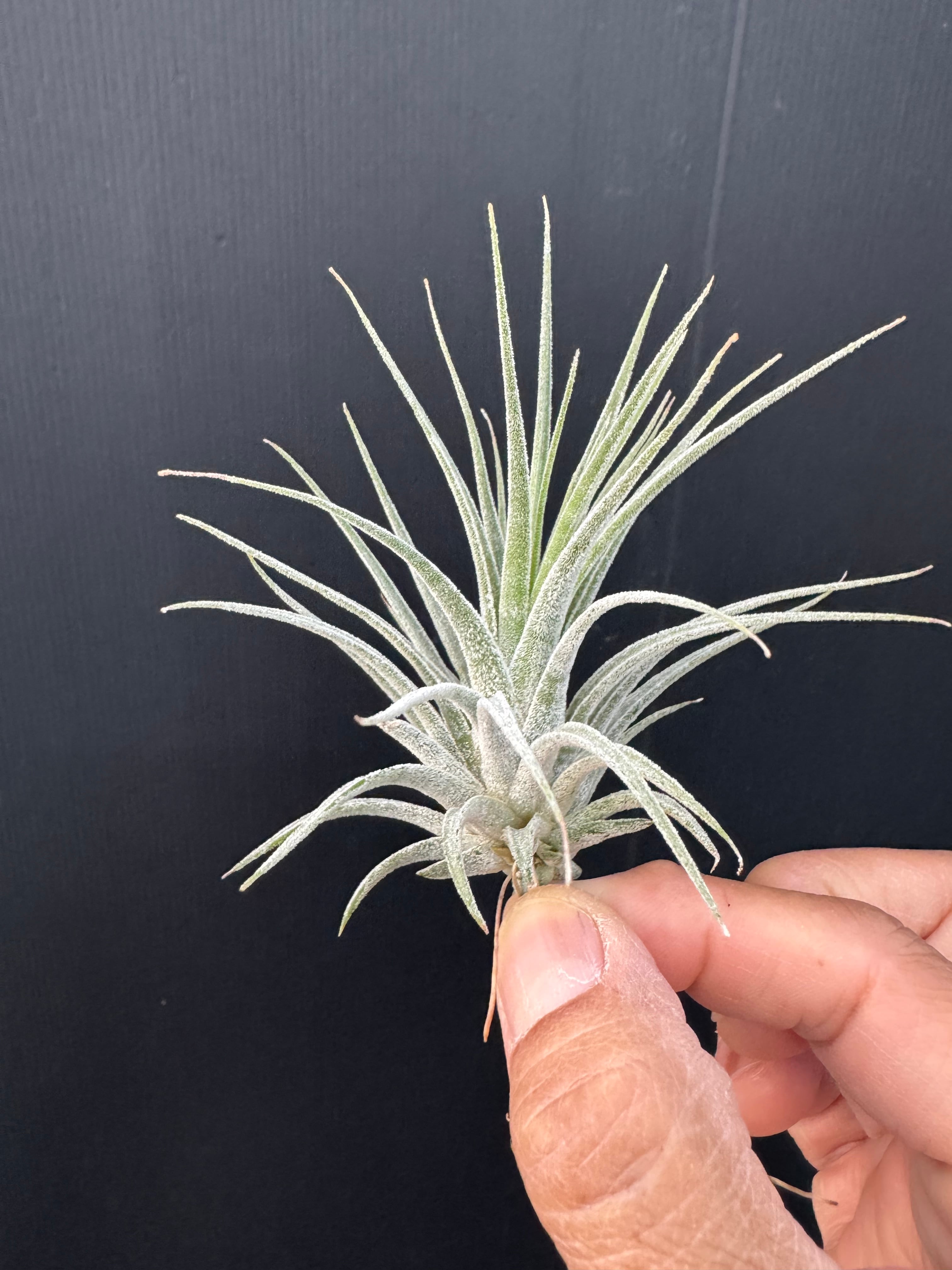 ココナッツグローブ① Coconut Grove | クルール プランツ couleur plants