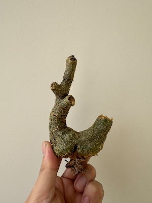 【新着】Tylecodon pearsonii 3【1/6までの販売・発根管理用にシンプルロゴポット付き】チレコドン ペアルソニー 白象