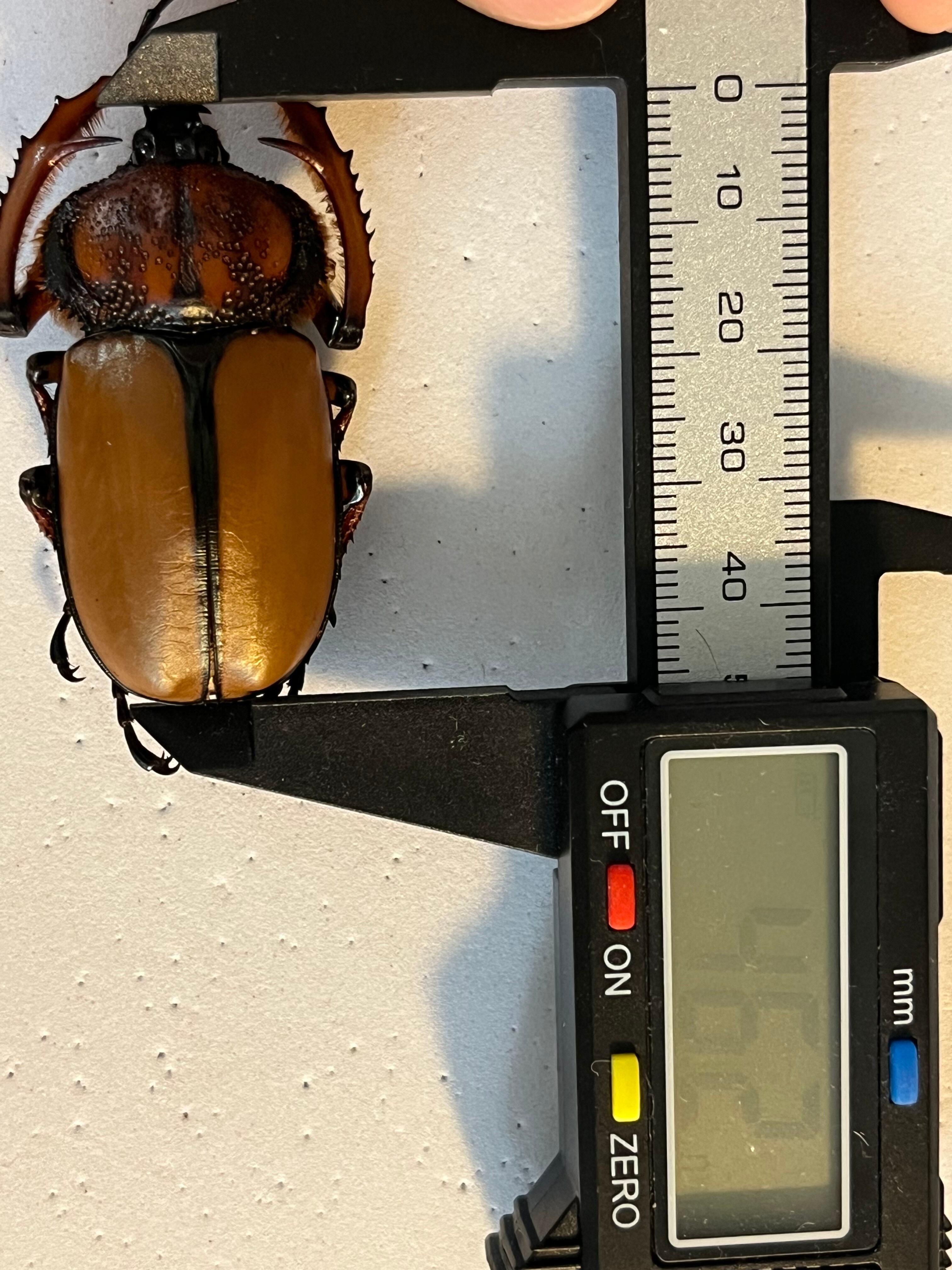 46mm♂】ダビディヒメテナガコガネ 標本テナガカミキリ昆虫標本 甲虫