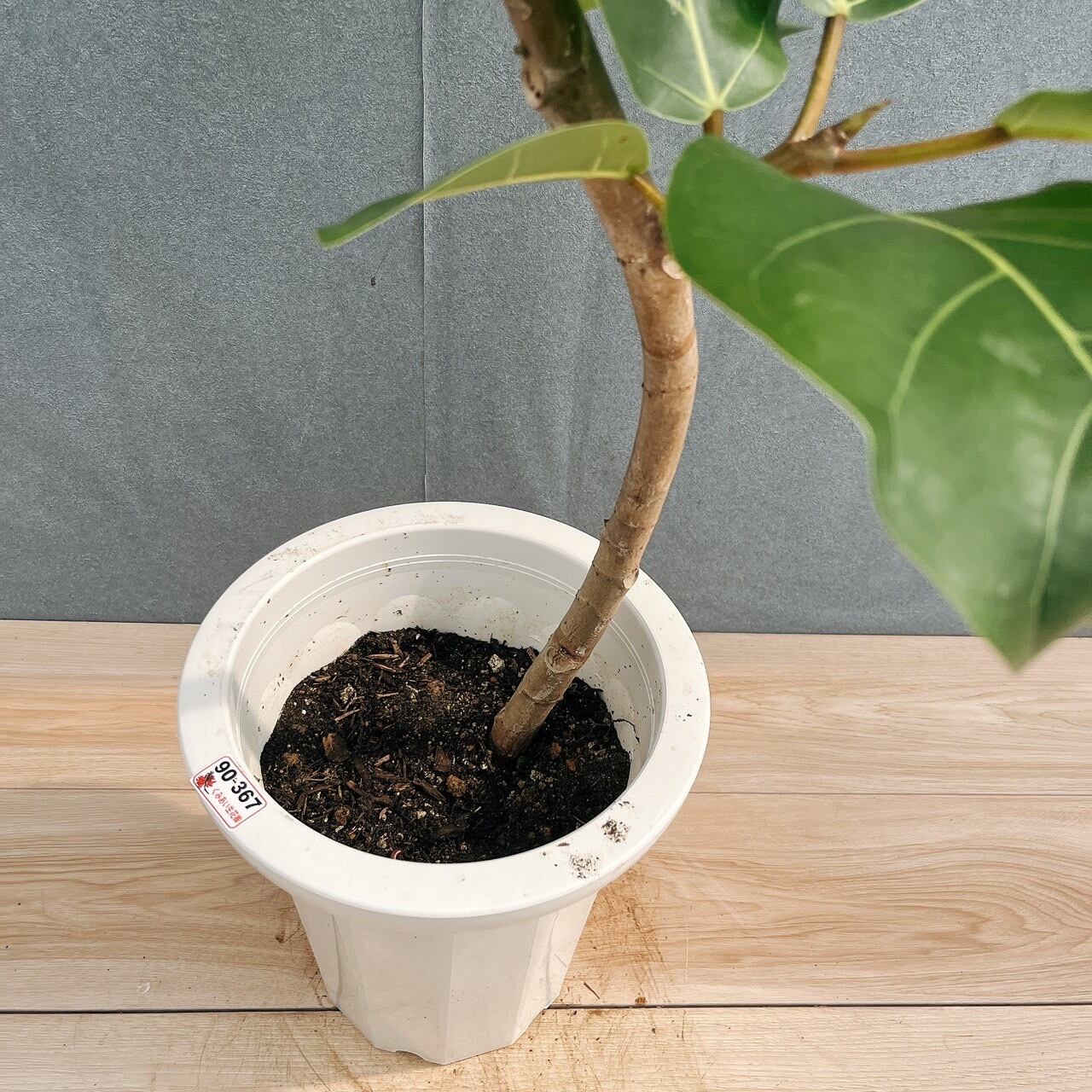 ［現品］【希少】4番　フィカス　アフリカンプリンス　8号　観葉植物　室内　レア 現品］【希少】4番 フィカス アフリカンプリンス 8号 観葉植物 室内