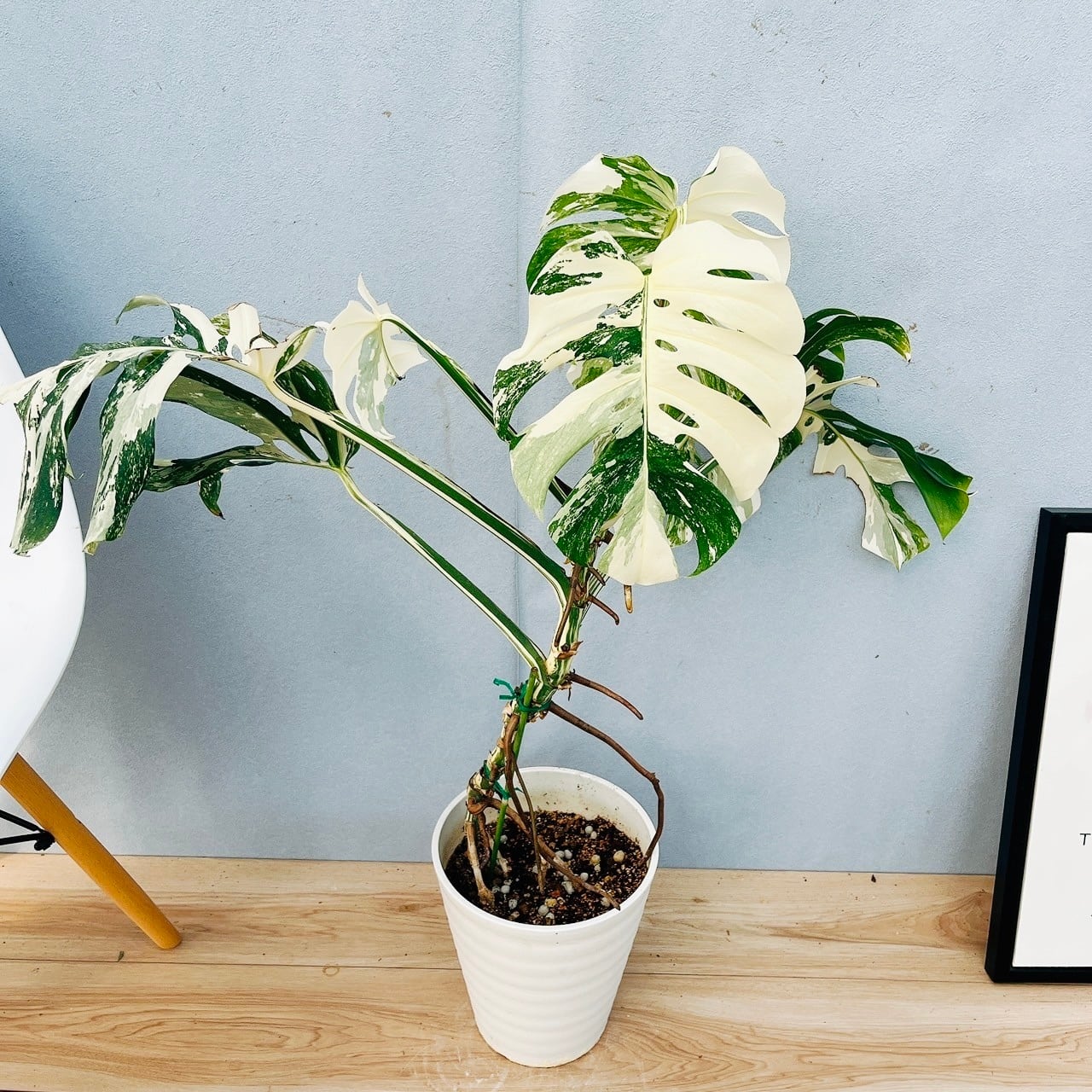 現品］【希少】6番 モンステラ ボルシギアナ 7号 白 斑入り 観葉植物  