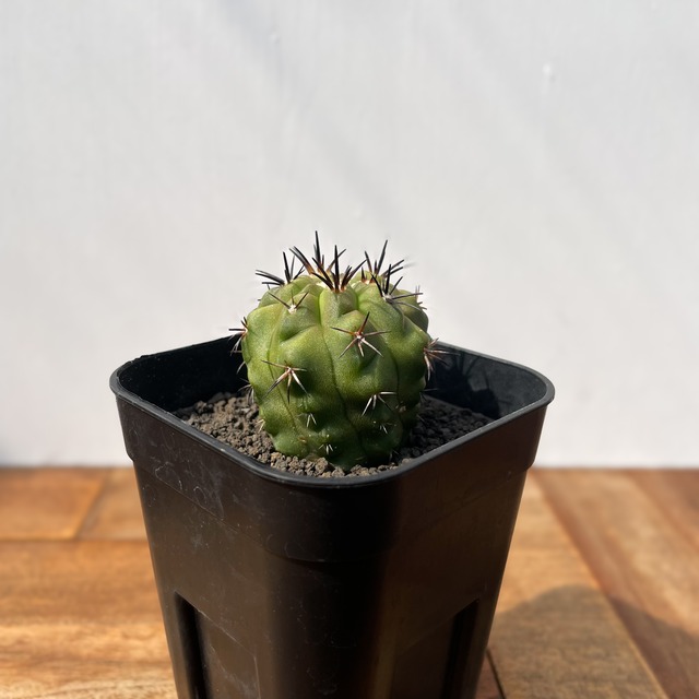 Copiapoa malletiana【コピアポア・マレッティアーナ・実生】