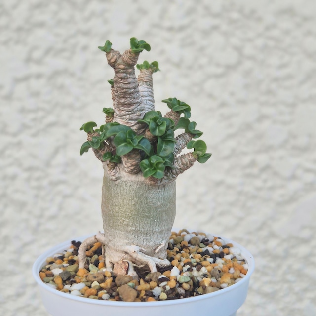 Sサイズ⑦《 Adenium Arabicum D.H.A》アデニウム アラビカム 獅子葉 ドーセットホーン 塊根植物 巻葉