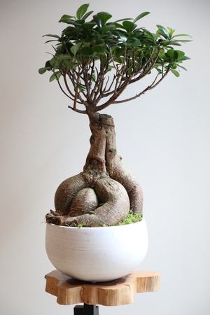 【M】ガジュマル/Ficus microcarpa　※陶器鉢付き