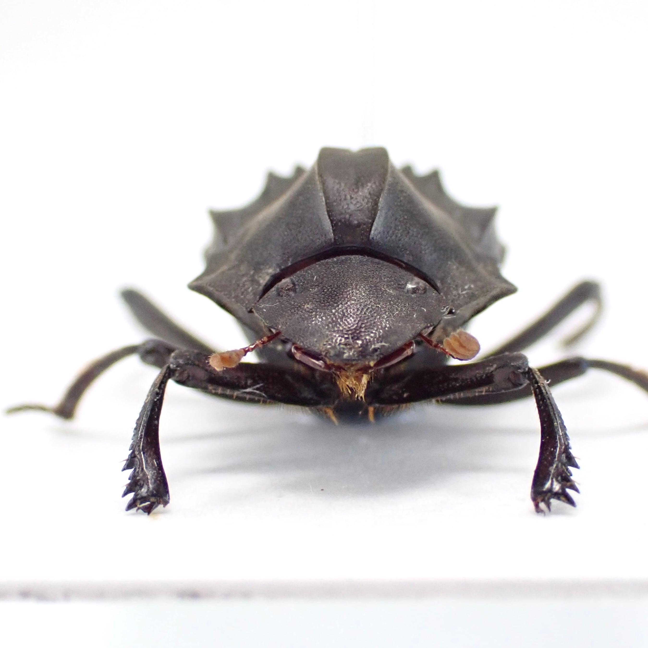 フランス領ギアナ産 Deltochilum carinatum 1ex 17mm | 昆虫標本