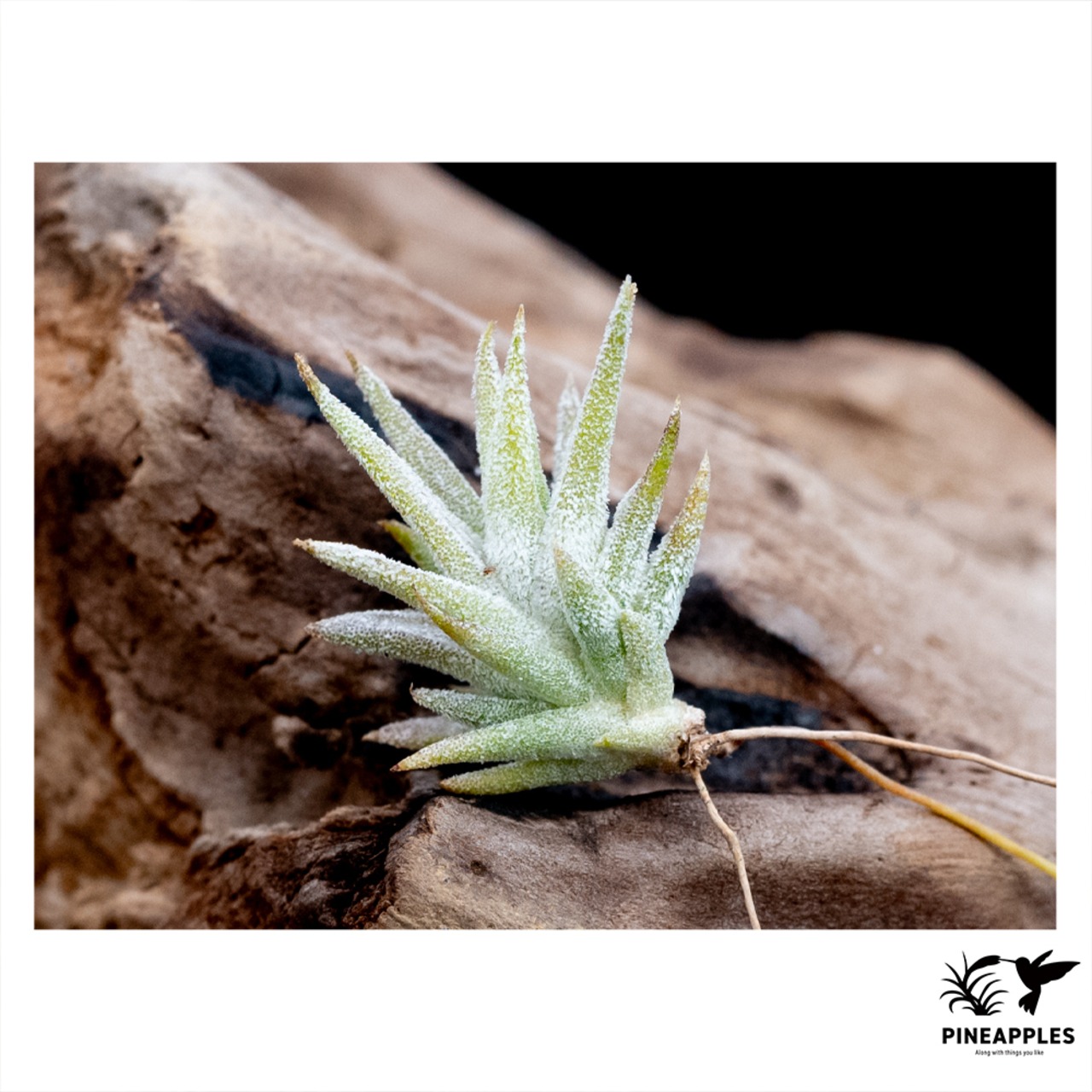 Tillandsia ionantha var. vanhyningii (Compact Form) - 1