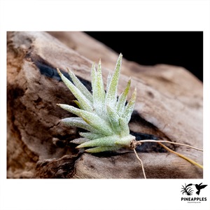 Tillandsia ionantha var. vanhyningii (Compact Form)