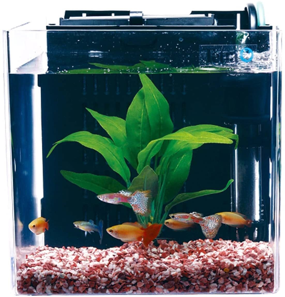 テトラ (Tetra) スマート熱帯魚飼育セットSP-17TF (水槽容量 5L) 水槽