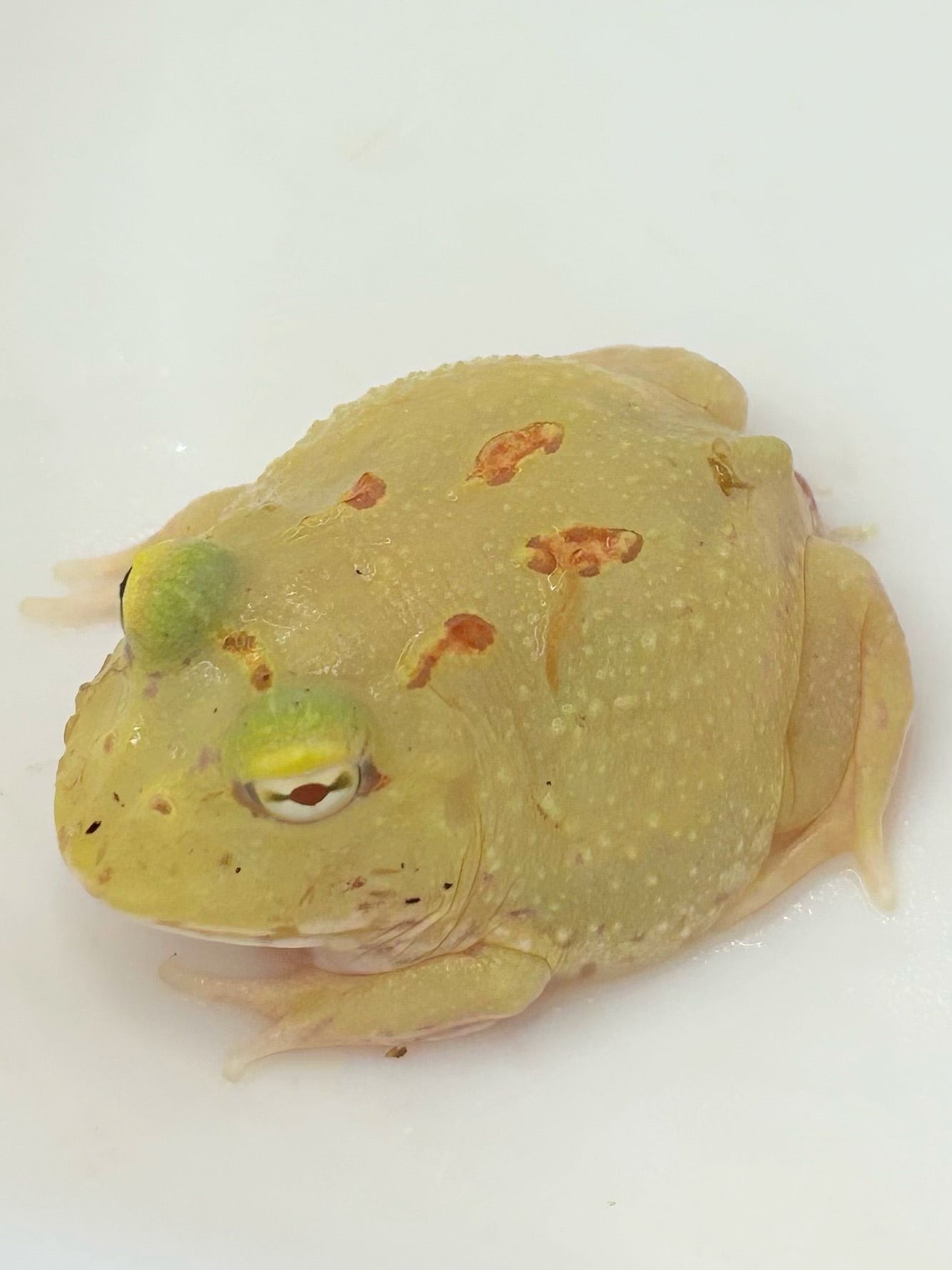 クランウェルツノガエル クリスタル① 1匹 | まるころ商店〜まるくて