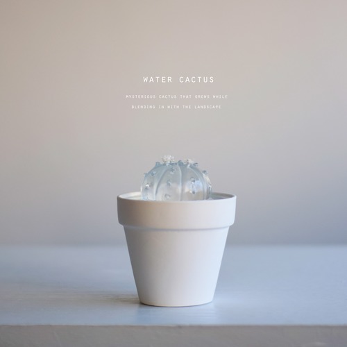 water cactus  兜丸