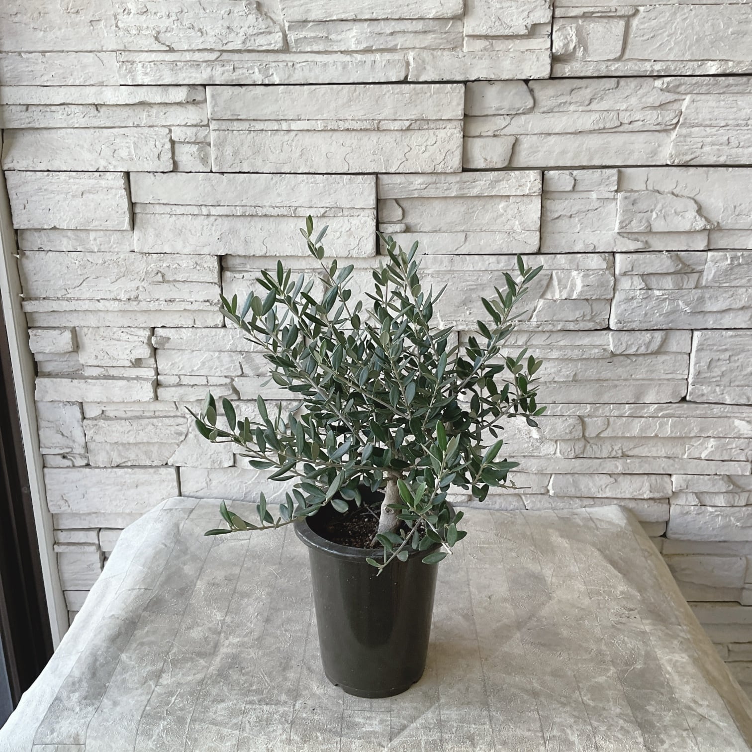 リューカデンドロン デュリフ 5号鉢 | 橋本種苗園