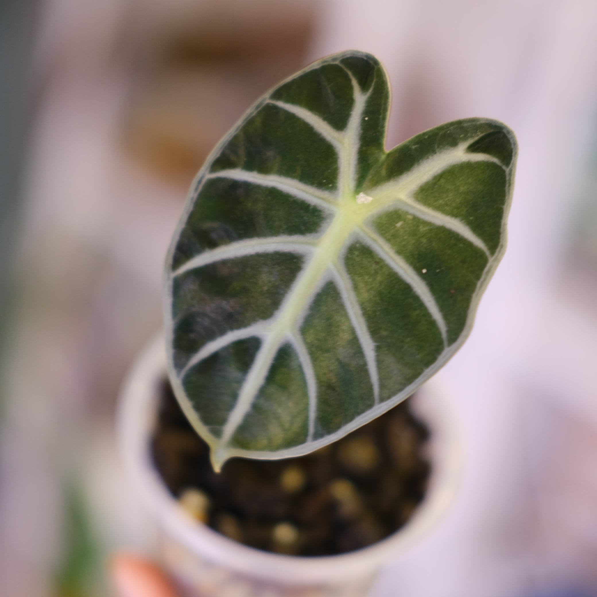 斑入りアロカシア / Premium Alocasia | tokyoplants / 観葉植物専門店