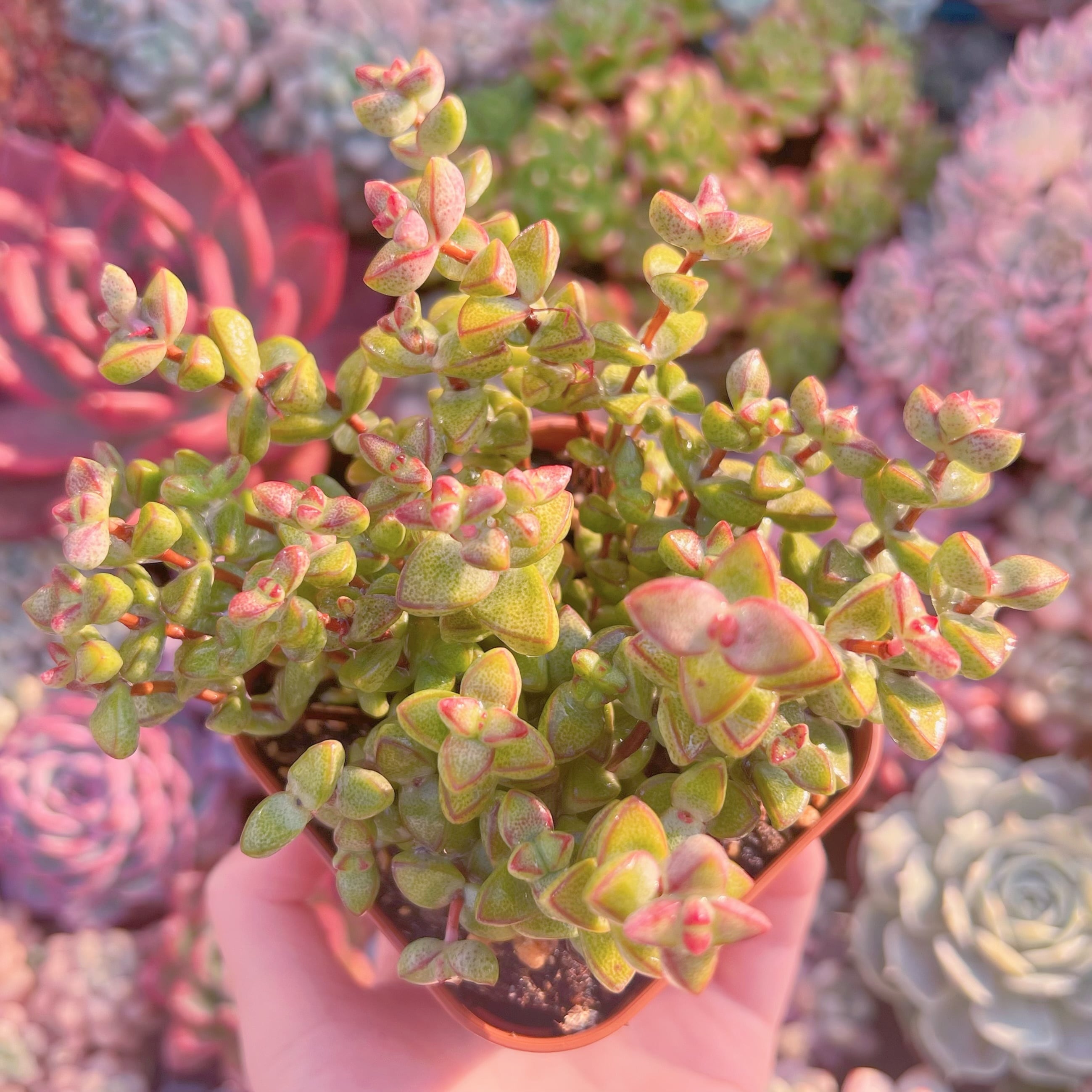 現品　ラブハート#2196   るる農園