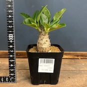 パキポディウム ウィンゾリー【209】