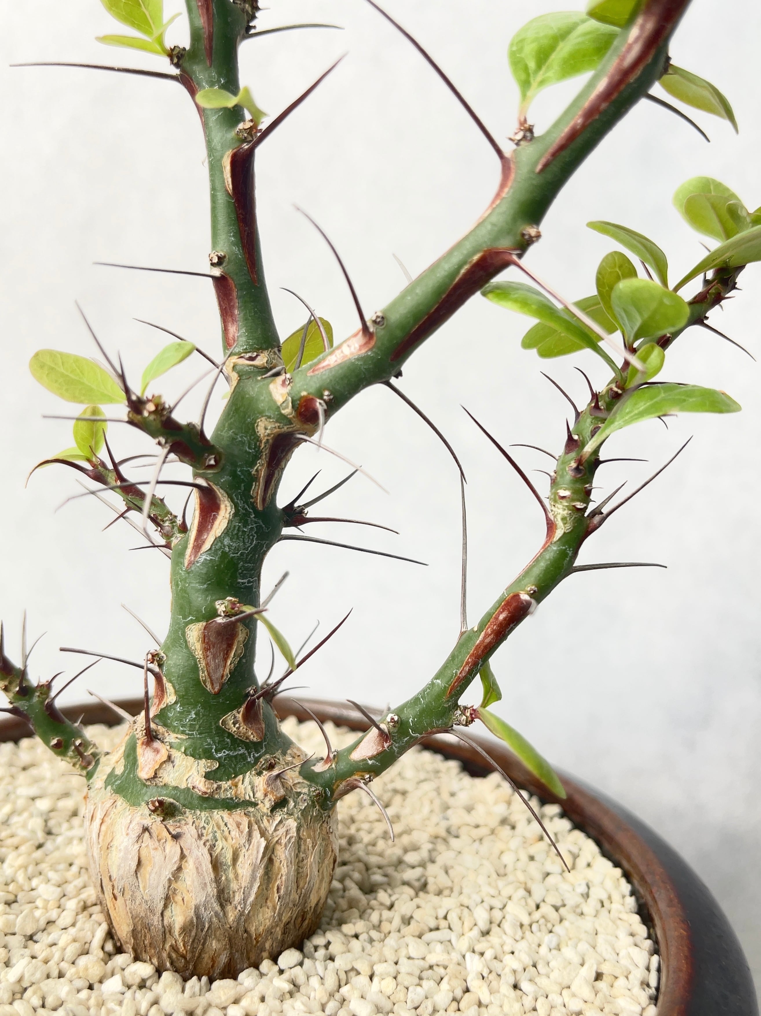 フォークイエリア・ファシクラータ | trigger