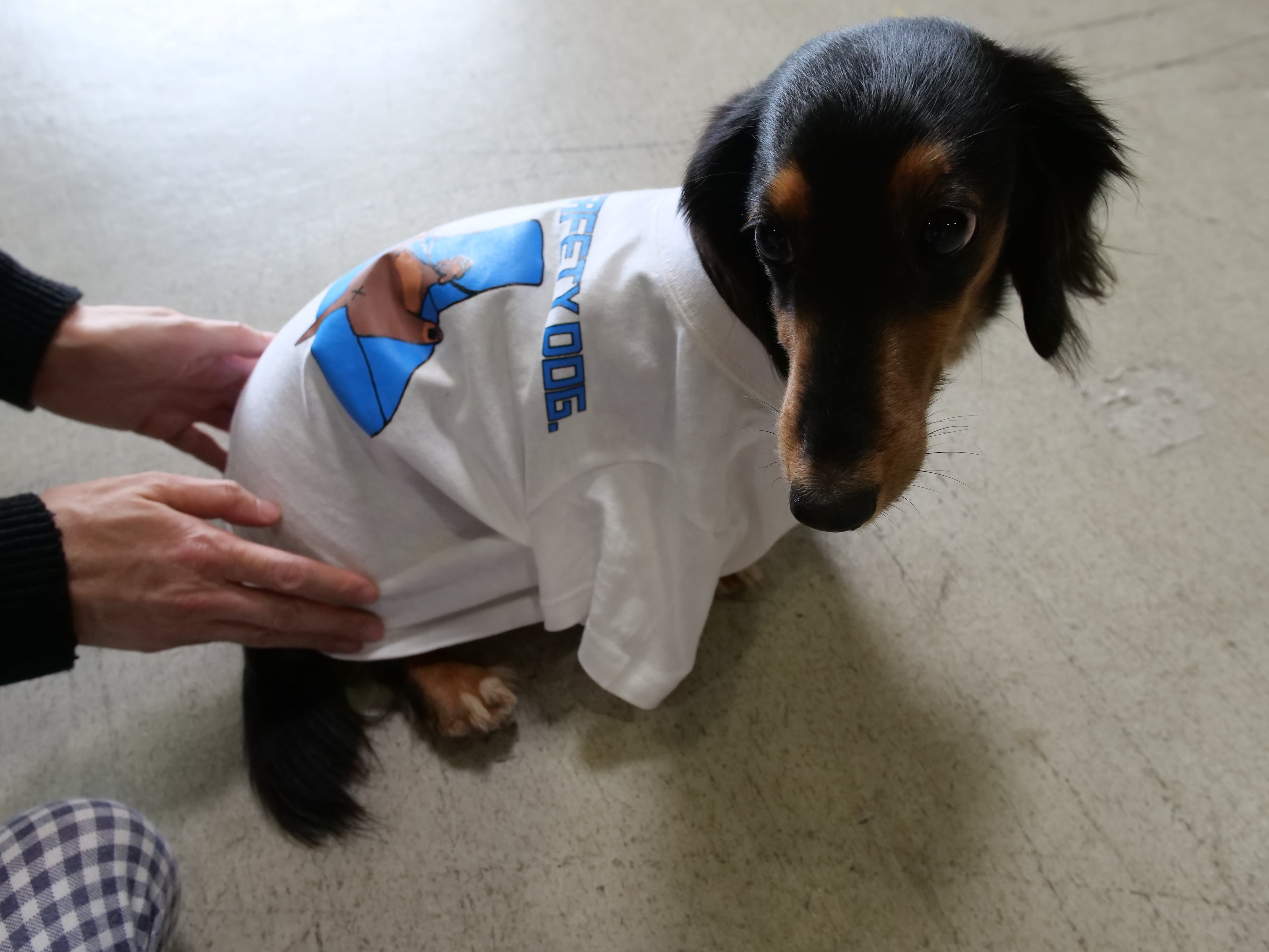 VERY SAFETY DOG