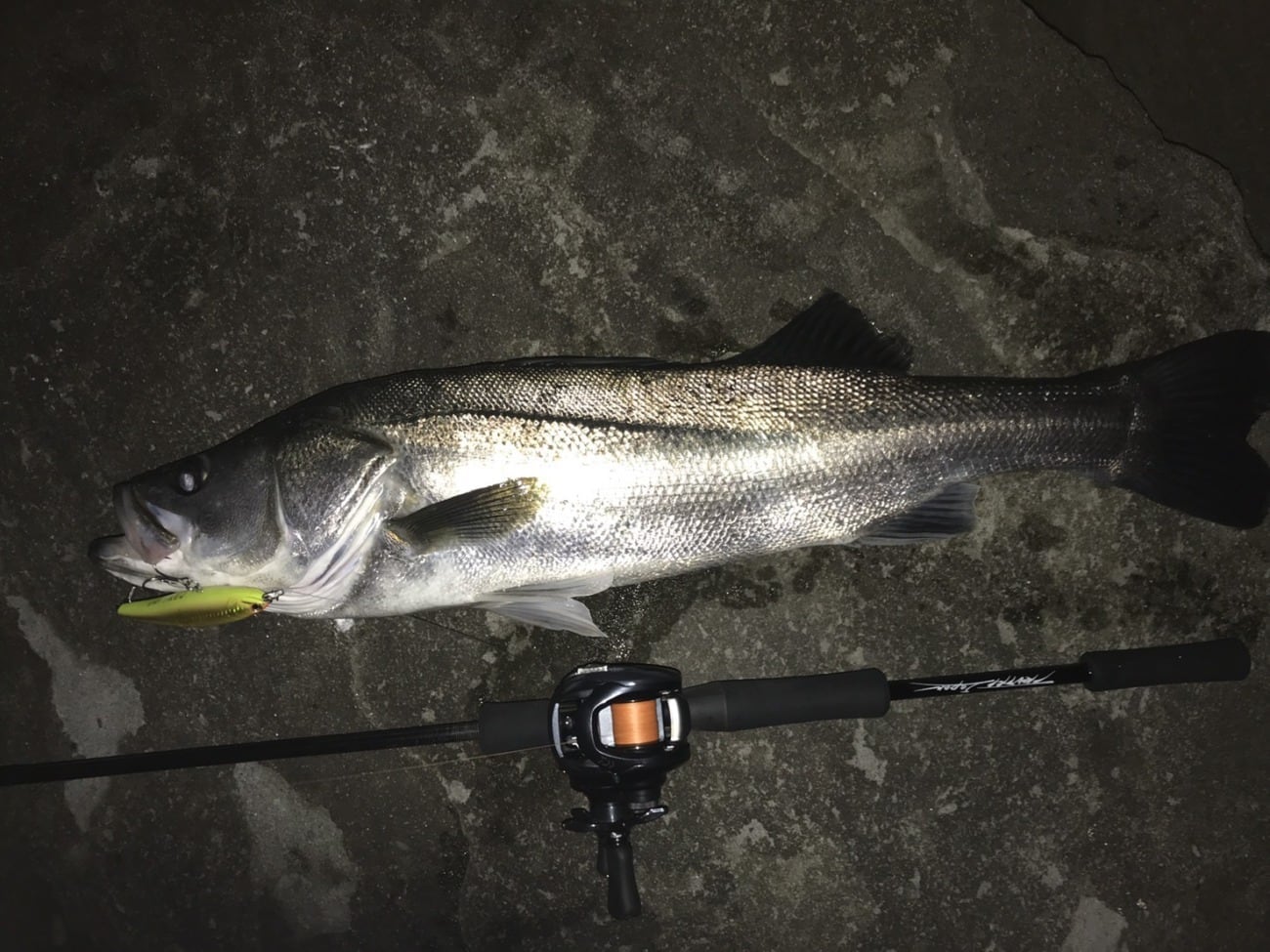 TRUTH JAPAN Trump711 S3 Edition BC (BAIT Casting Model TRUTH JAPAN Trump711 S3 Edition BC (BAIT Casting Model