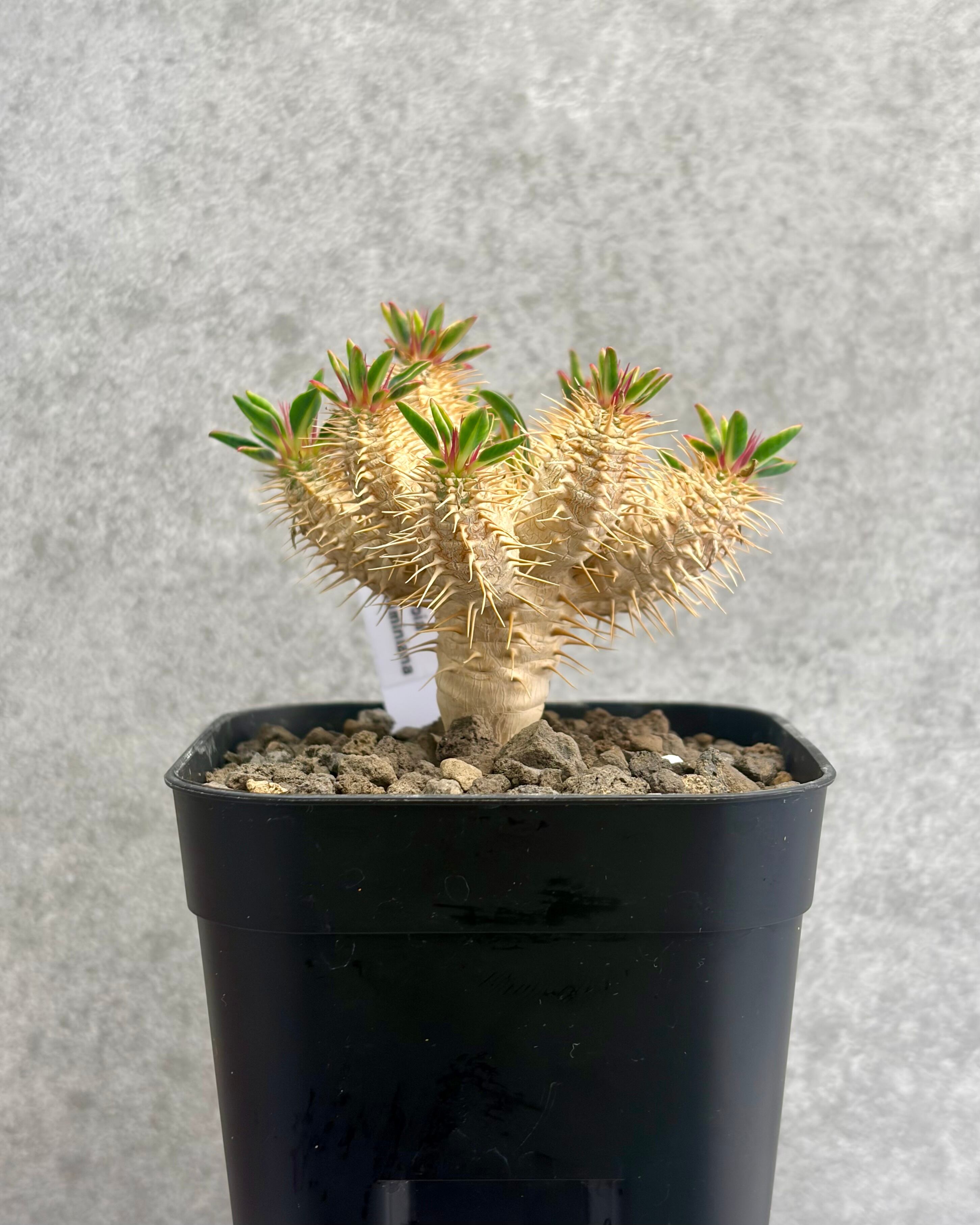 Copiapoa dura コピアポア デュラ 銅鑼丸 サボテン | PAY ID