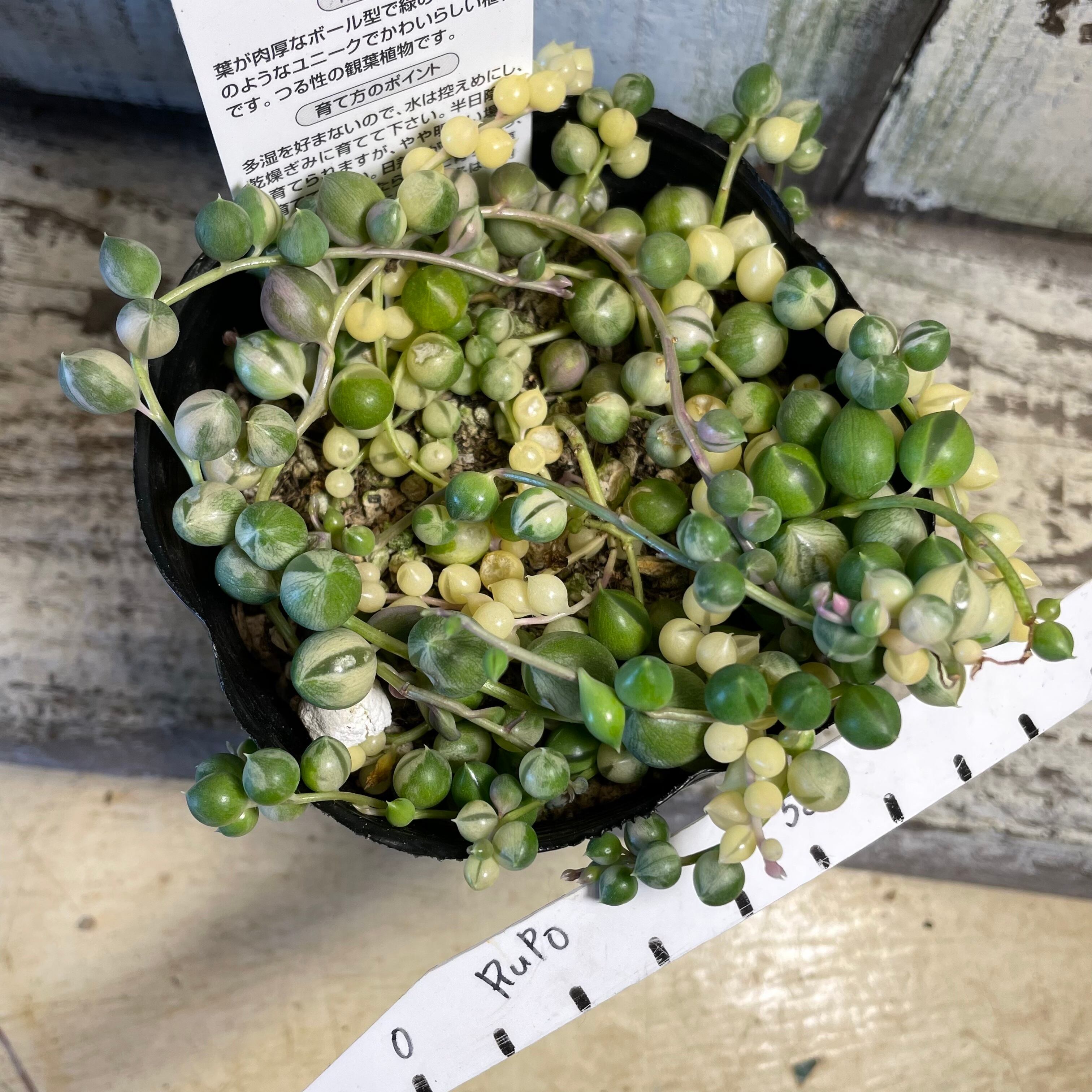 斑入りグリーンネックレス Rupo 多肉植物専門店 斑入りグリーンネックレス Rupo 多肉植物専門店