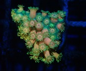 寒水ブリード Goniopora From Makassar