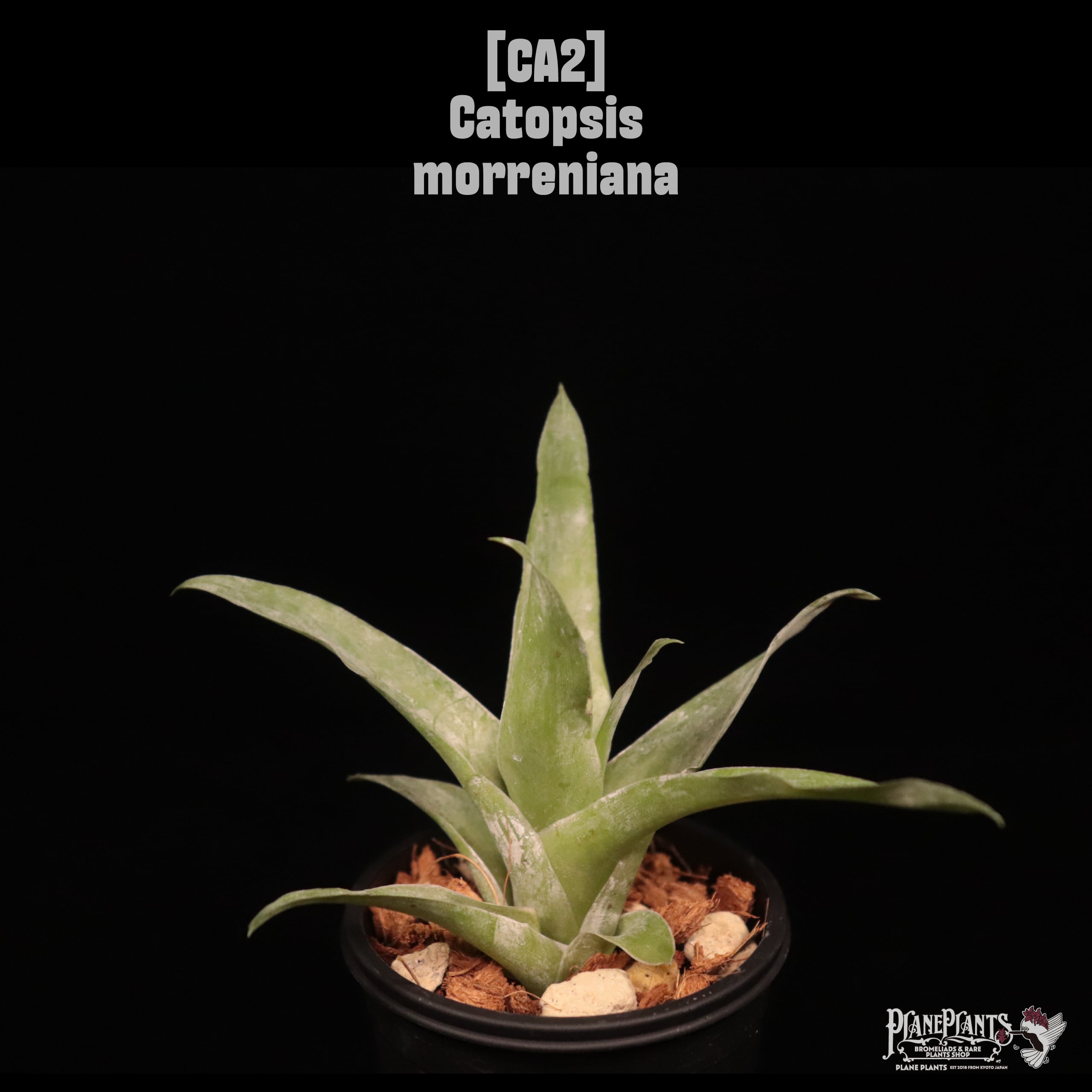 Catopsis morreniana〔カトプシス〕CA2