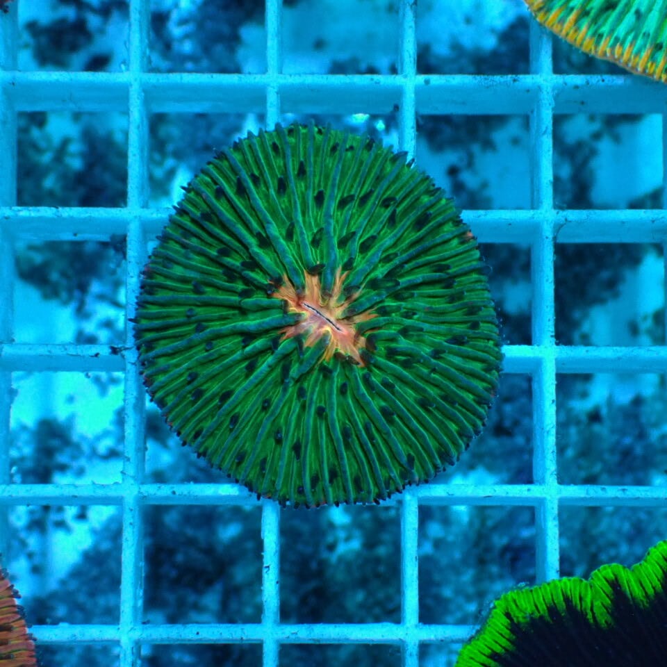 値下げ　クサビライシ、スイジガイ、クモガイ　アソート クサビライシ | HOUSE REEF(ハウスリーフ)サンゴ・海水魚・海藻・通販