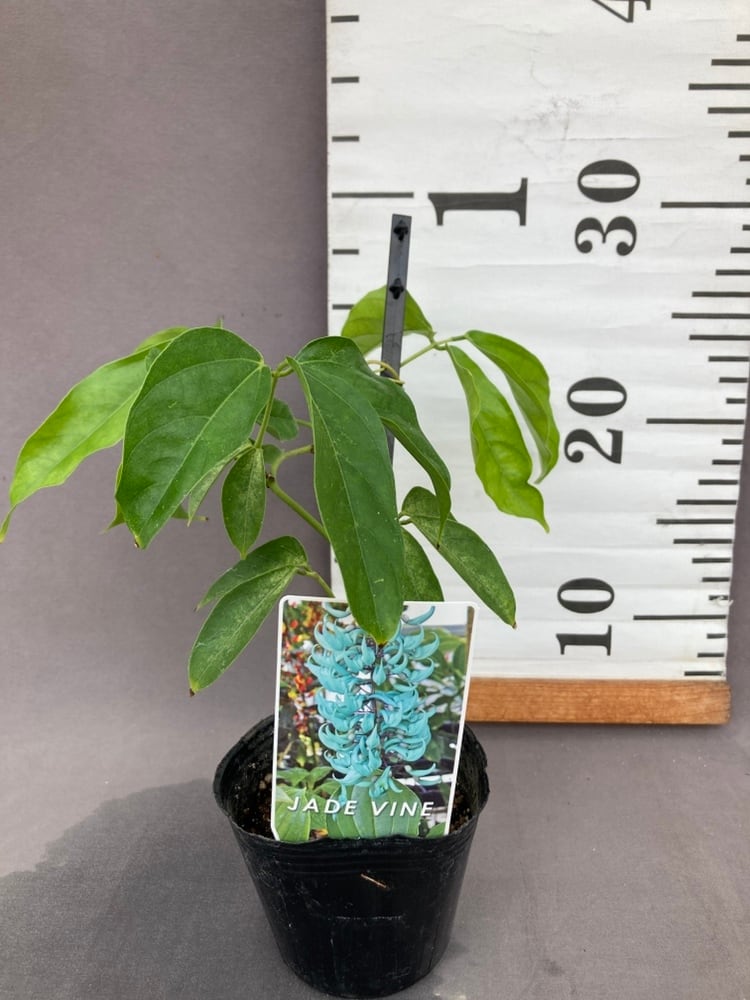 アガベ　吉祥冠錦　35センチ アガベ 吉祥冠錦 3.5号 – 鉢人