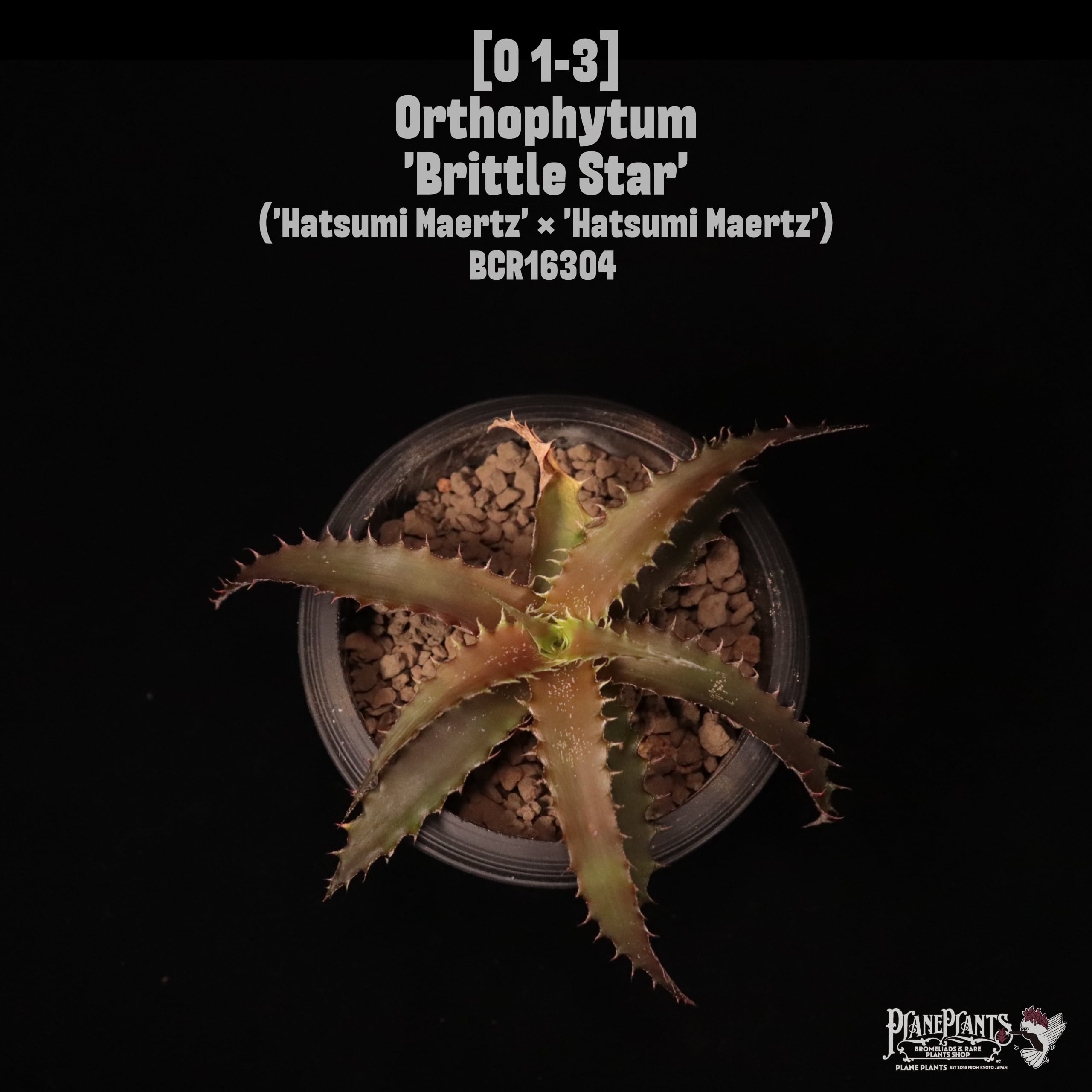【送料無料】Orthophytum 'Brittle Star'〔オルソフィツム〕現品発送O1-3