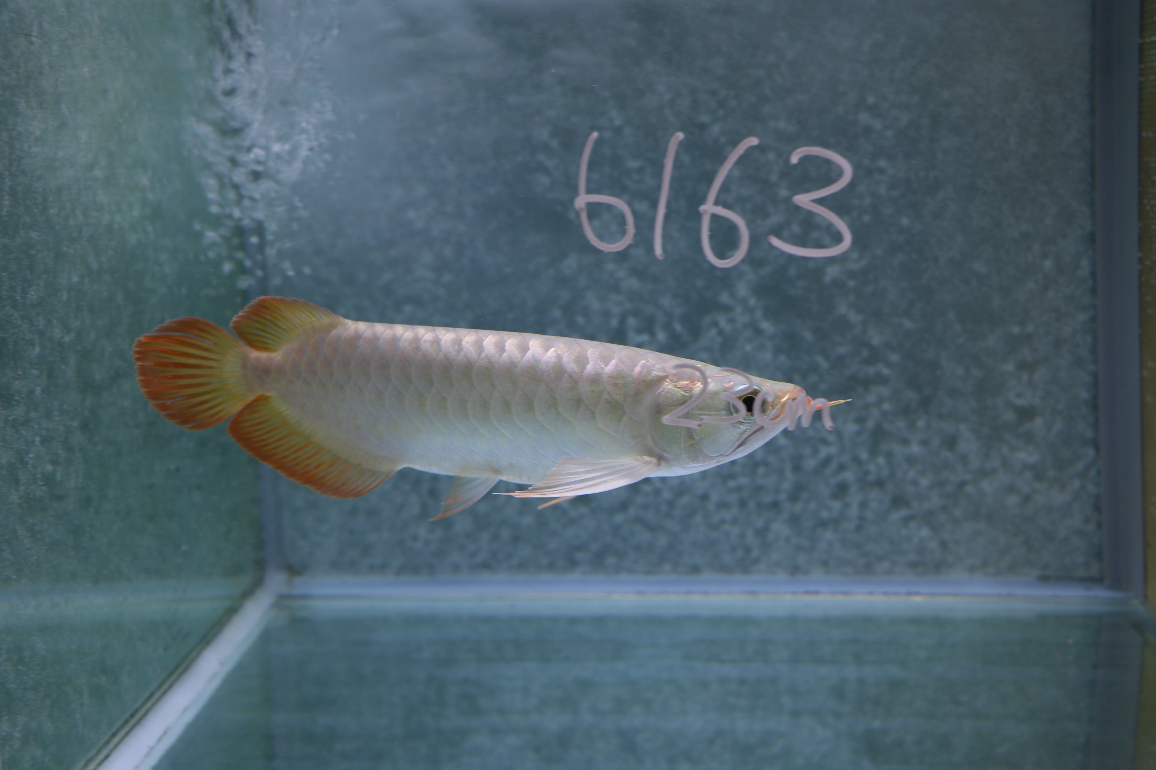 50,001円〜 | アロワナ等の大型魚・熱帯魚のオンライン販売店 AROHOLIC