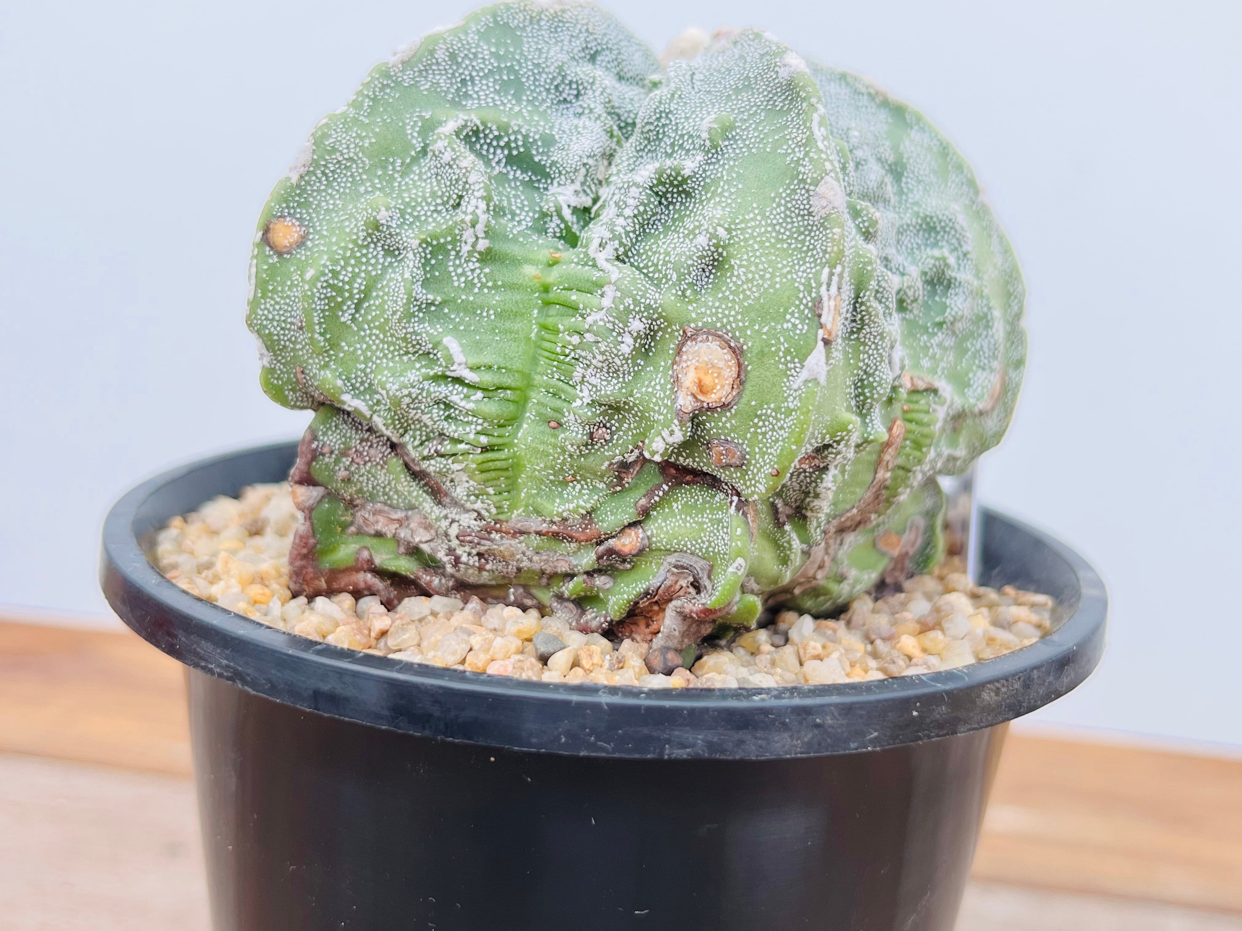 Astrophytum myriostigma アストロフィツム 複隆ランポー 複隆 Astrophytum myriostigma アストロフィツム 複隆ランポー 複隆