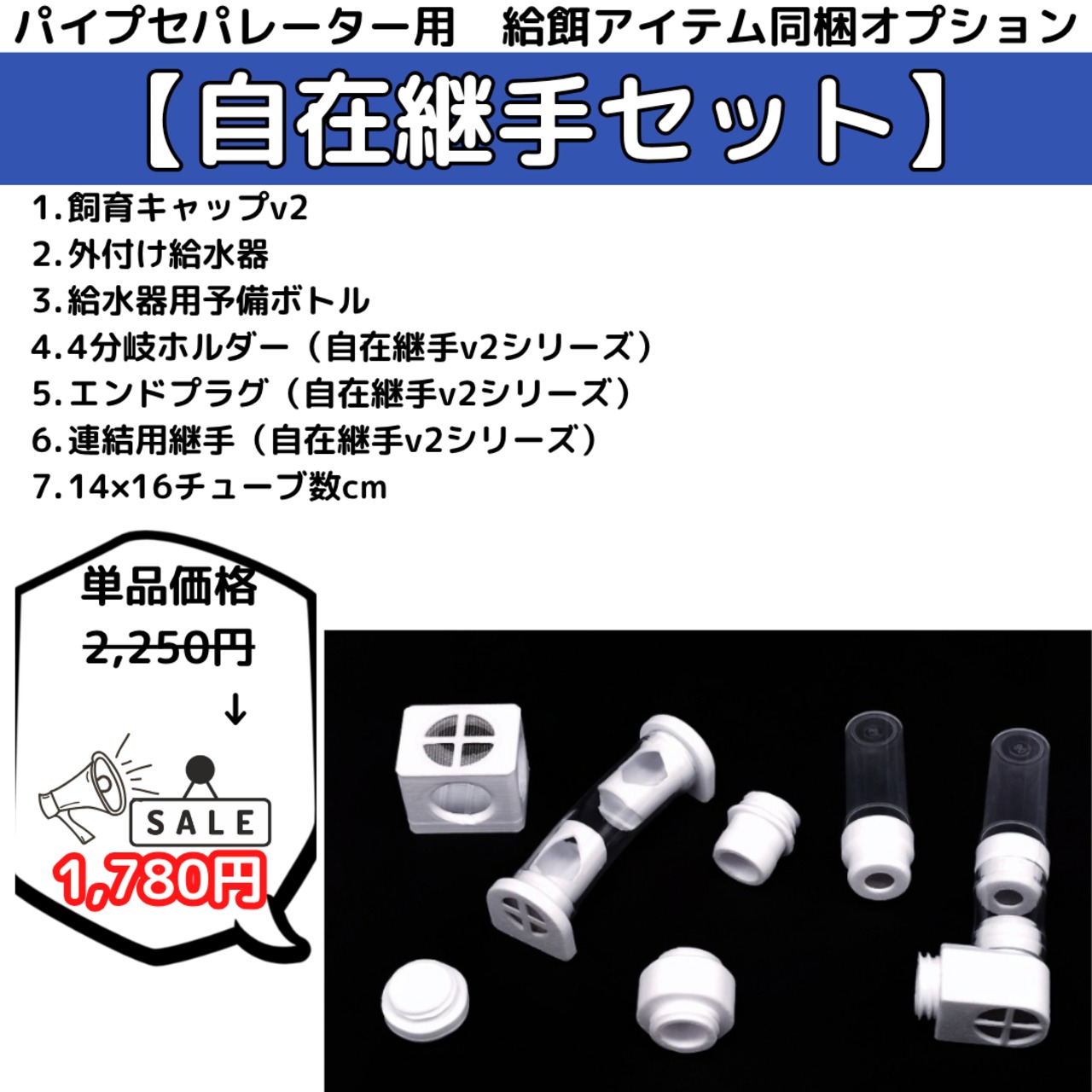 ハーベラーオオアリ｜女王｜コロニー｜Camponotus habereri